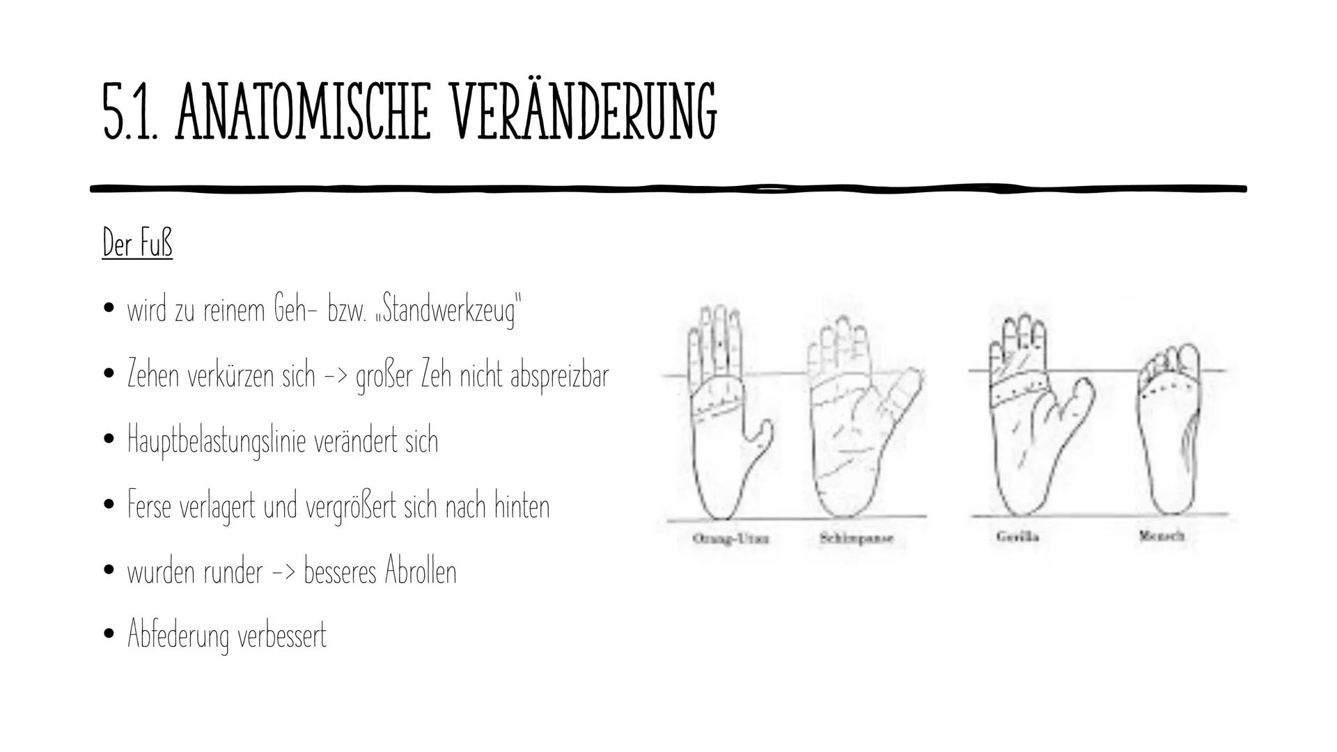 Die Evolution
des Menschen GLIEDERUNG
1.
2. Vertreter
Allgemeines
3. Ausbreitung
4. Rudimentären Organe
5. Der aufrechte Gang
DOE ●
1. ALLGE