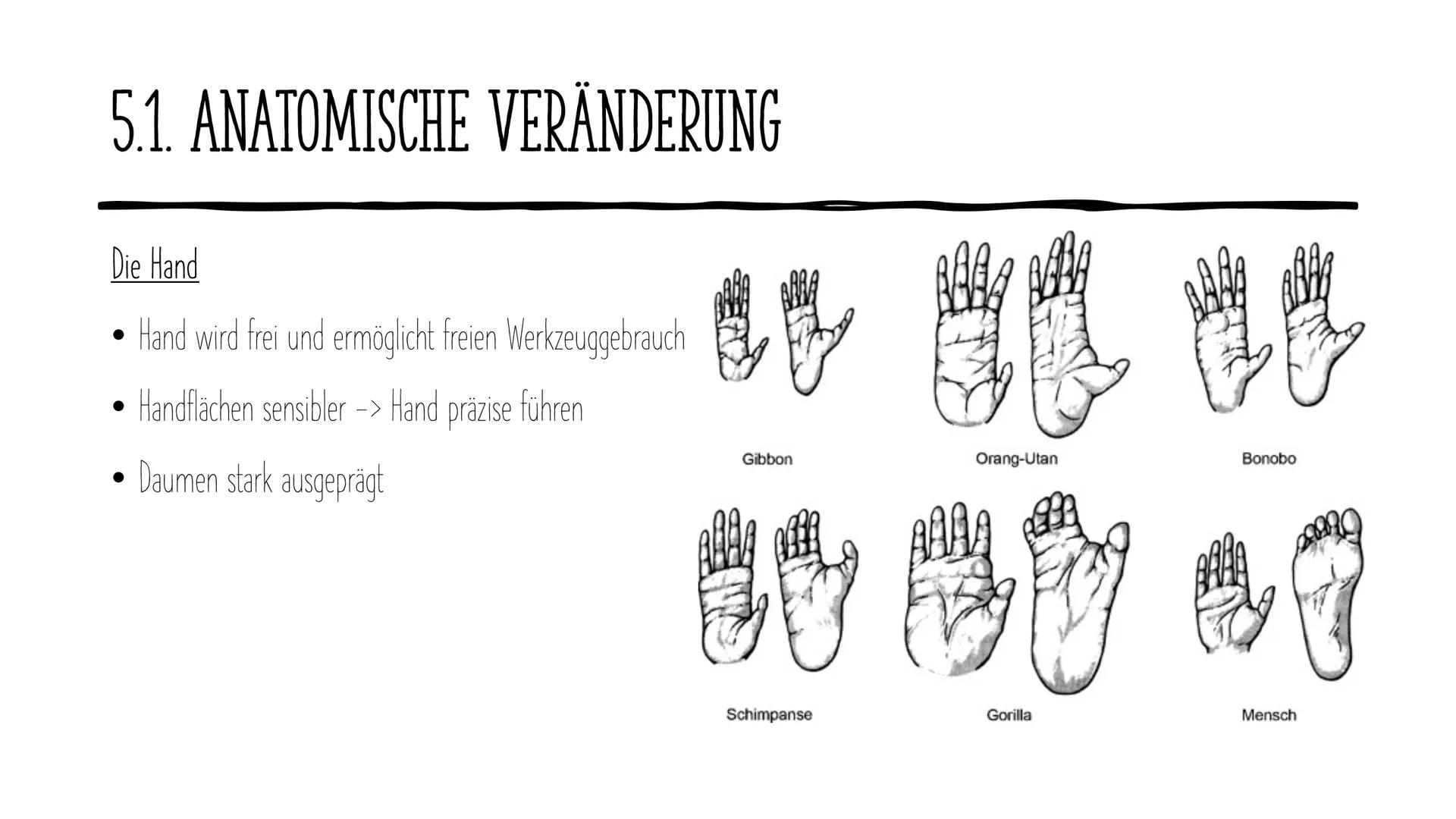 Die Evolution
des Menschen GLIEDERUNG
1.
2. Vertreter
Allgemeines
3. Ausbreitung
4. Rudimentären Organe
5. Der aufrechte Gang
DOE ●
1. ALLGE