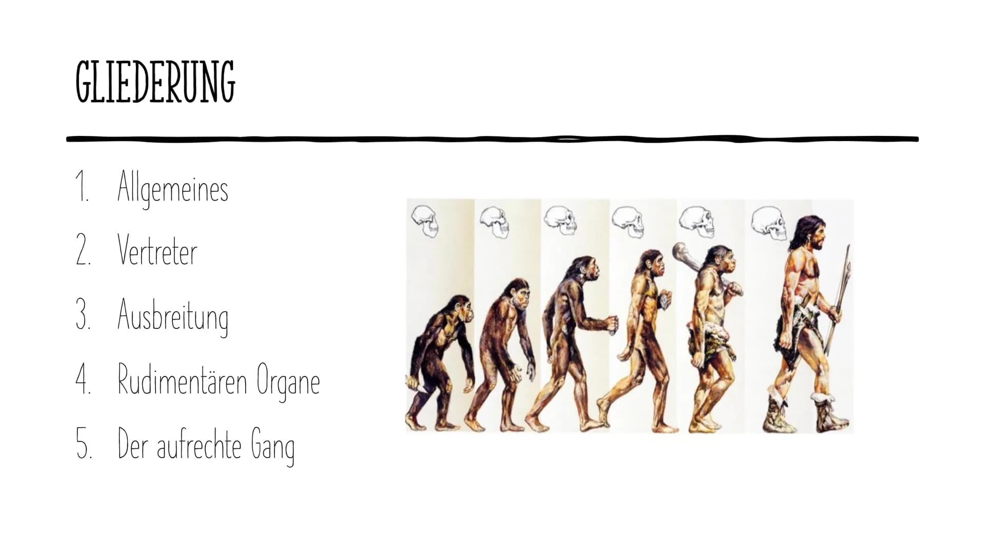 Die Evolution
des Menschen GLIEDERUNG
1.
2. Vertreter
Allgemeines
3. Ausbreitung
4. Rudimentären Organe
5. Der aufrechte Gang
DOE ●
1. ALLGE