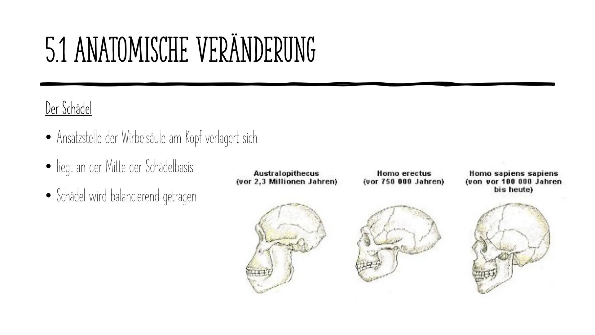 Die Evolution
des Menschen GLIEDERUNG
1.
2. Vertreter
Allgemeines
3. Ausbreitung
4. Rudimentären Organe
5. Der aufrechte Gang
DOE ●
1. ALLGE