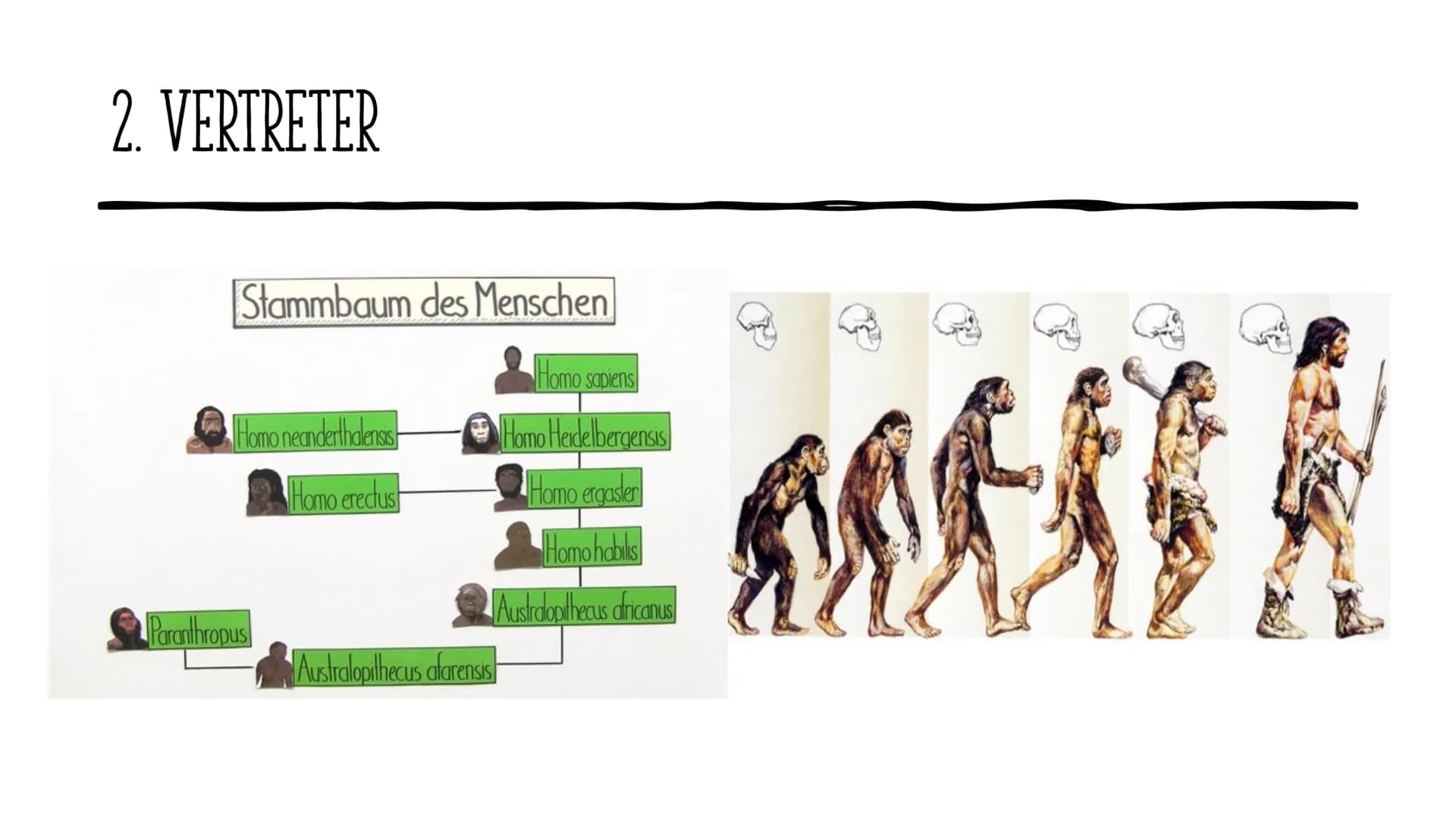 Die Evolution
des Menschen GLIEDERUNG
1.
2. Vertreter
Allgemeines
3. Ausbreitung
4. Rudimentären Organe
5. Der aufrechte Gang
DOE ●
1. ALLGE