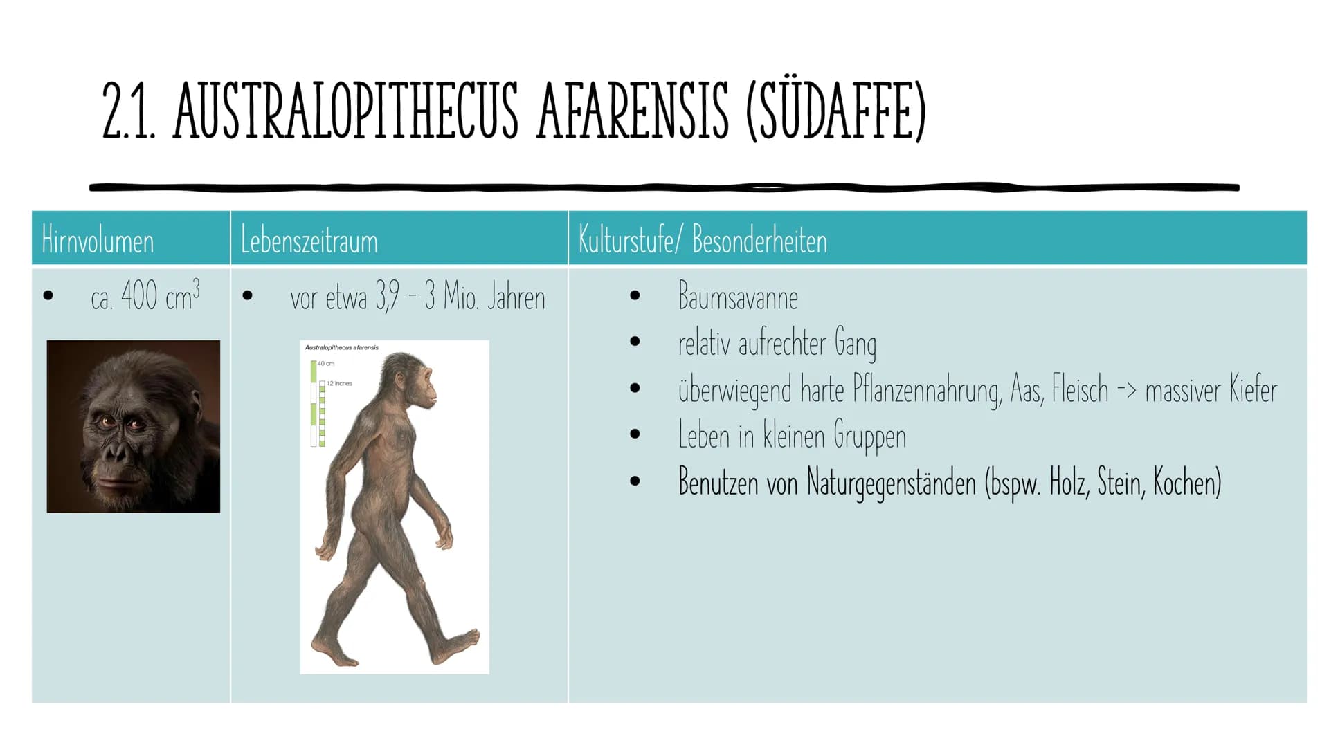 Die Evolution
des Menschen GLIEDERUNG
1.
2. Vertreter
Allgemeines
3. Ausbreitung
4. Rudimentären Organe
5. Der aufrechte Gang
DOE ●
1. ALLGE