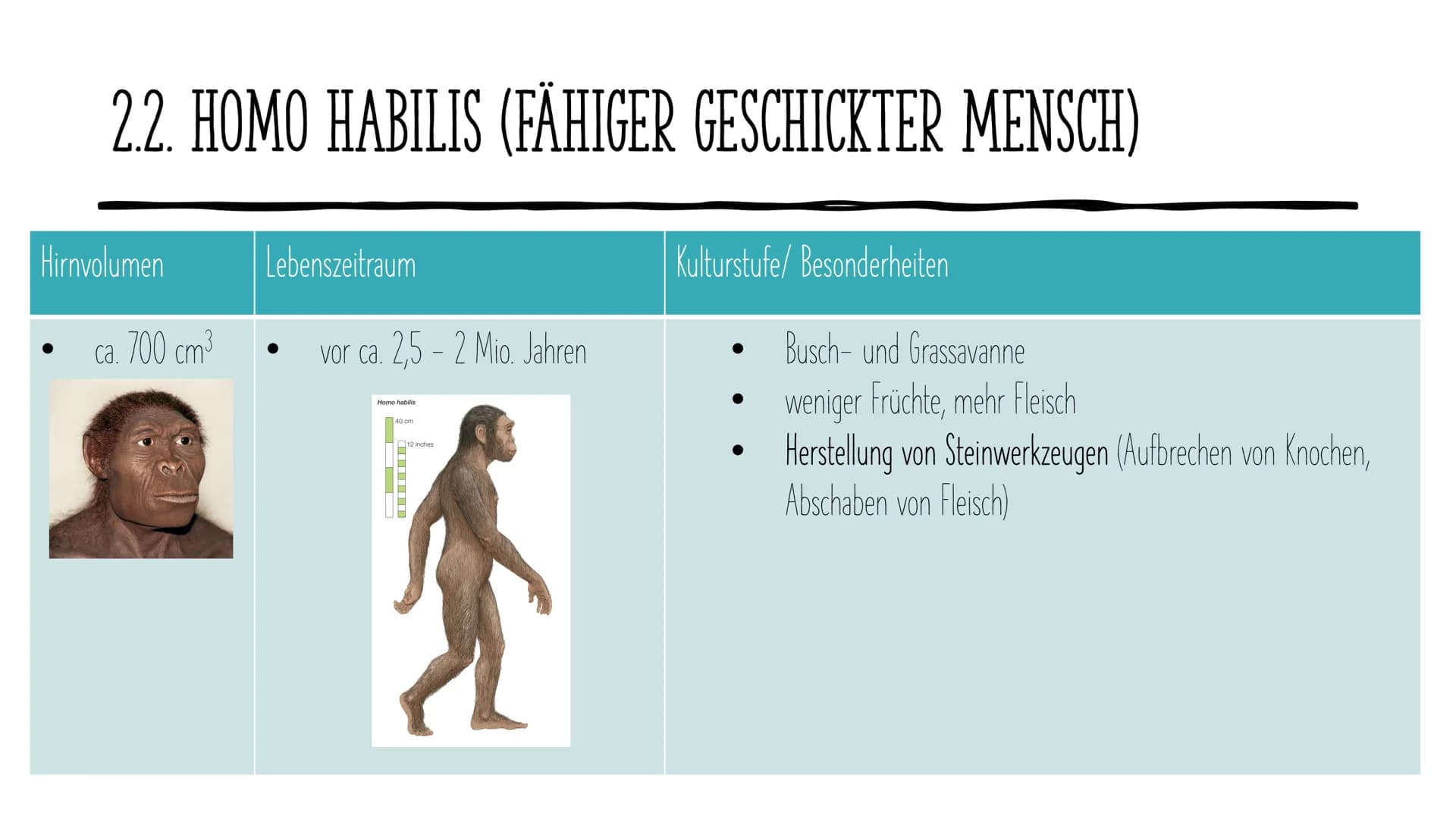 Die Evolution
des Menschen GLIEDERUNG
1.
2. Vertreter
Allgemeines
3. Ausbreitung
4. Rudimentären Organe
5. Der aufrechte Gang
DOE ●
1. ALLGE