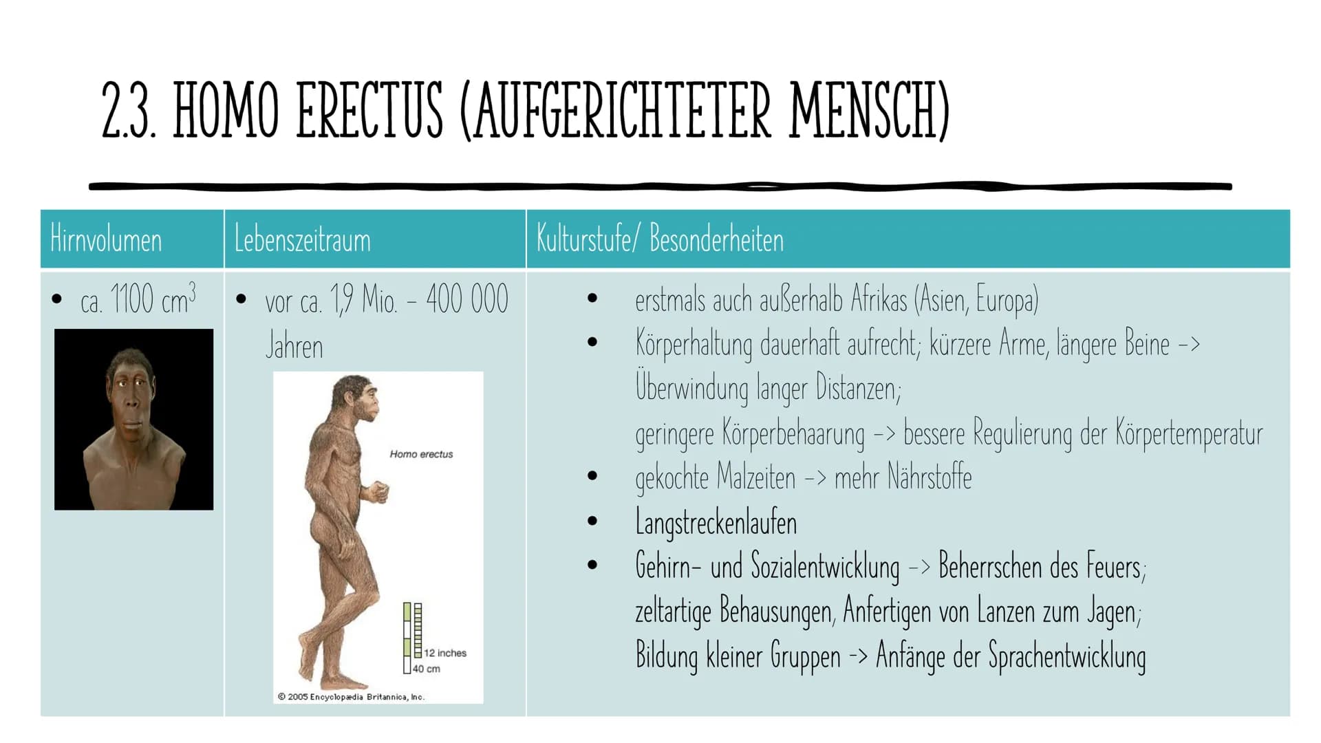 Die Evolution
des Menschen GLIEDERUNG
1.
2. Vertreter
Allgemeines
3. Ausbreitung
4. Rudimentären Organe
5. Der aufrechte Gang
DOE ●
1. ALLGE