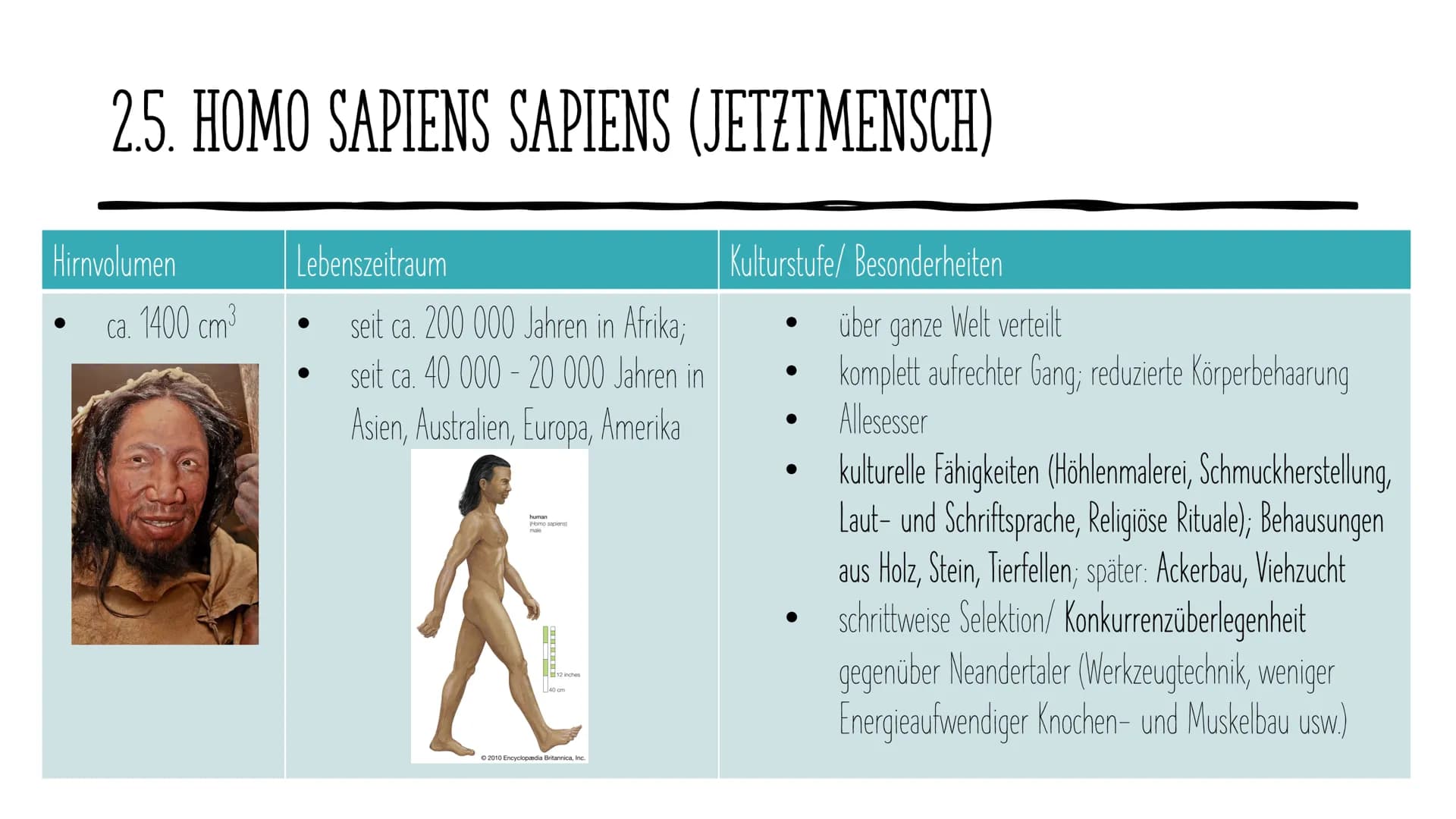 Die Evolution
des Menschen GLIEDERUNG
1.
2. Vertreter
Allgemeines
3. Ausbreitung
4. Rudimentären Organe
5. Der aufrechte Gang
DOE ●
1. ALLGE