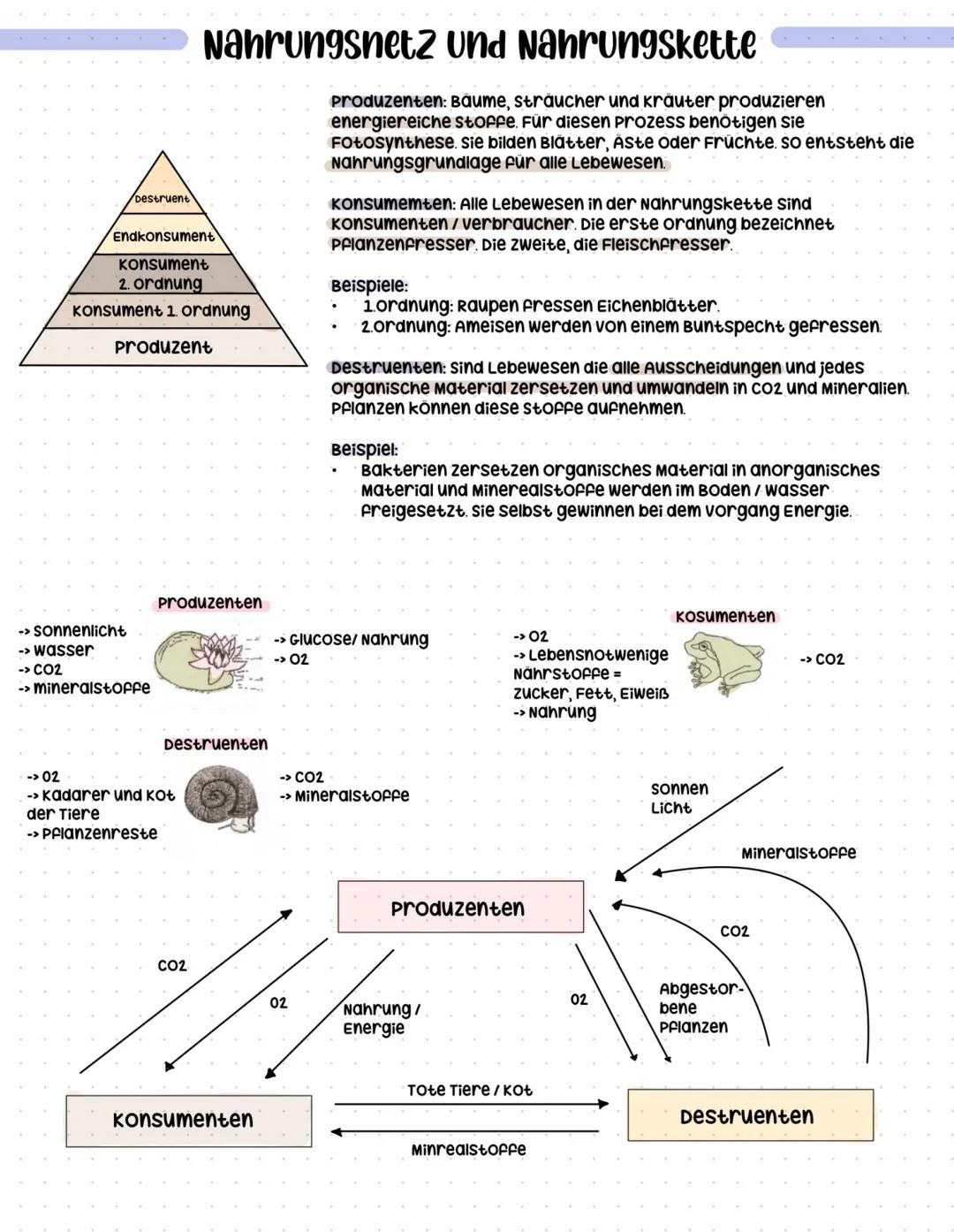 # Nahrungsnetz und Nahrungskette

Destruent

Endkonsument

Konsument
2. Ordnung

Konsument 1. ordnung

Produzent

Produzenten: Bäume, sträuc