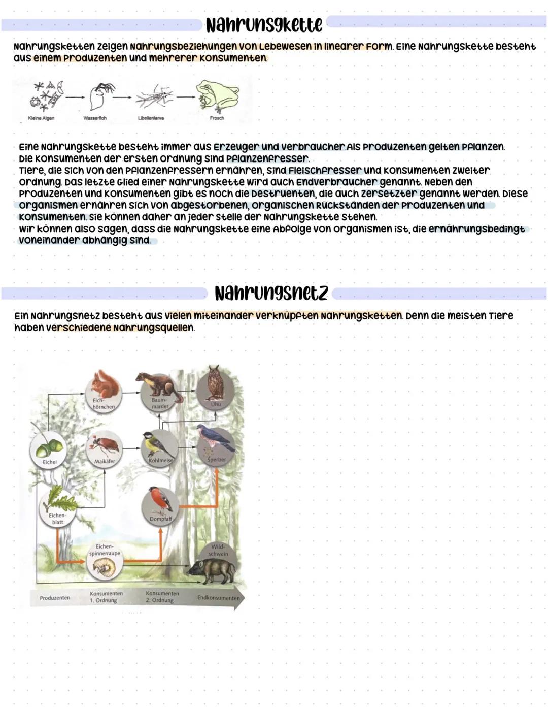 # Nahrungsnetz und Nahrungskette

Destruent

Endkonsument

Konsument
2. Ordnung

Konsument 1. ordnung

Produzent

Produzenten: Bäume, sträuc