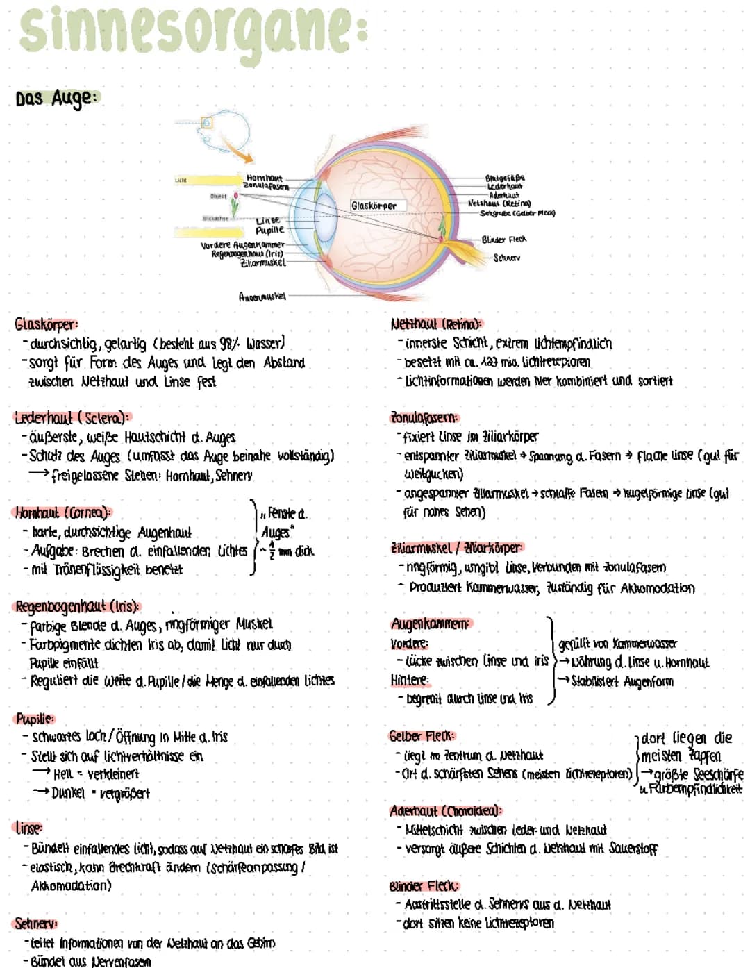 Thema: Das Auge