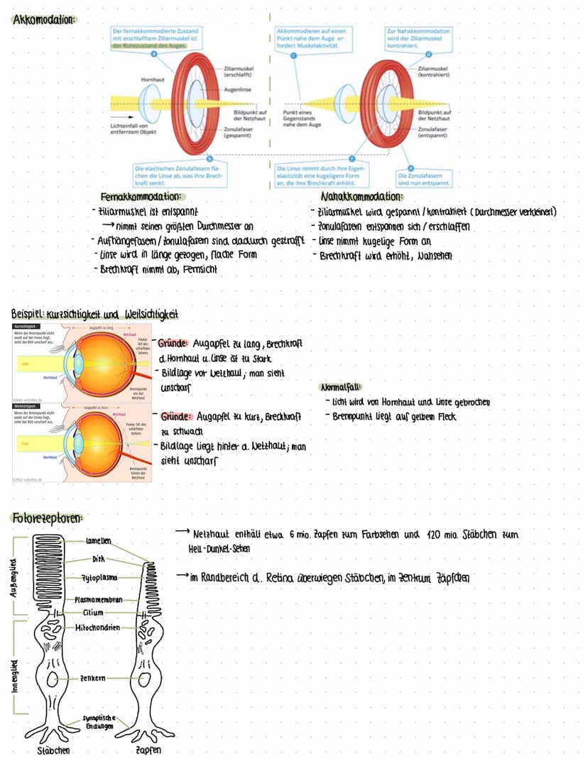 sinnesorgane:
Das Auge:
Objekt
Blickachse
Hornhaut
Zonulafasern
Linse
Pupille
Vordere Augenkammer
Regenbogenhaut (Iris)
Ziliarmuskel
Glaskör