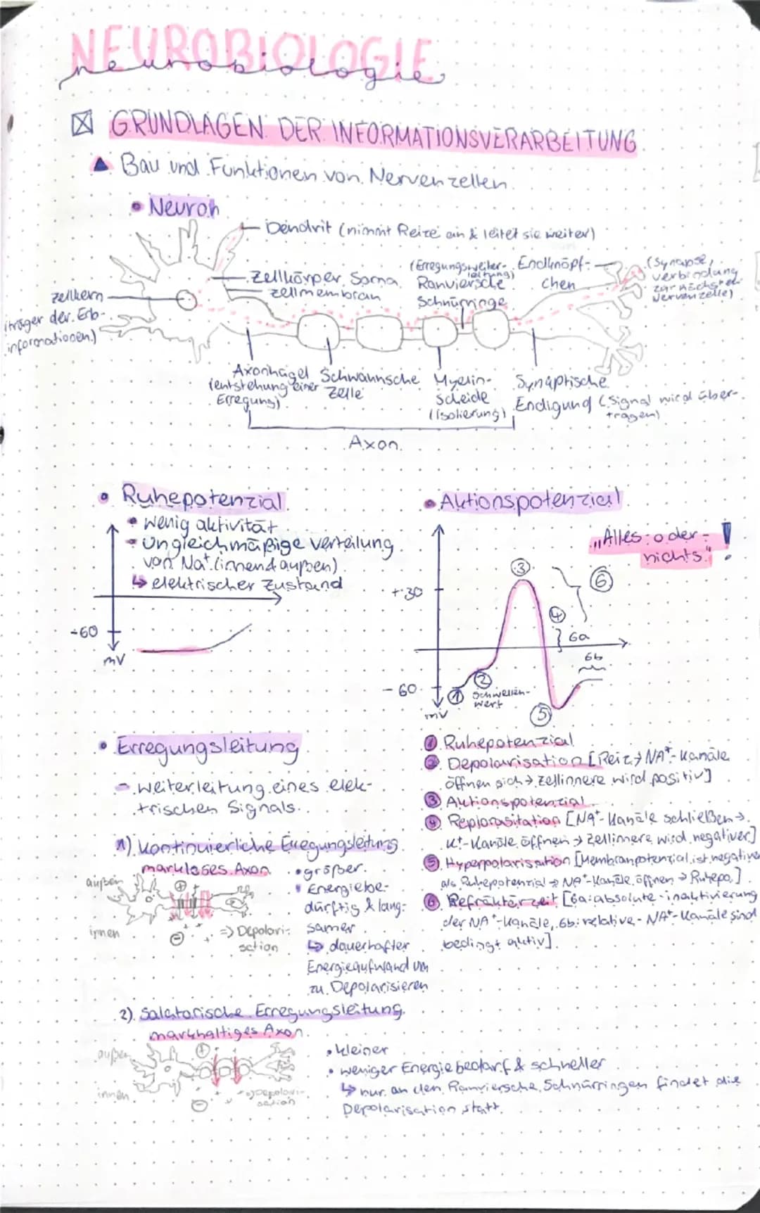 # NEUROBIOLOGIE

☑ GRUNDLAGEN DER INFORMATIONSVERARBEITUNG

▲ Bau und Funktionen von Nervenzellen

● Neuron
- Dendrit (nimmt Reize auf & lei