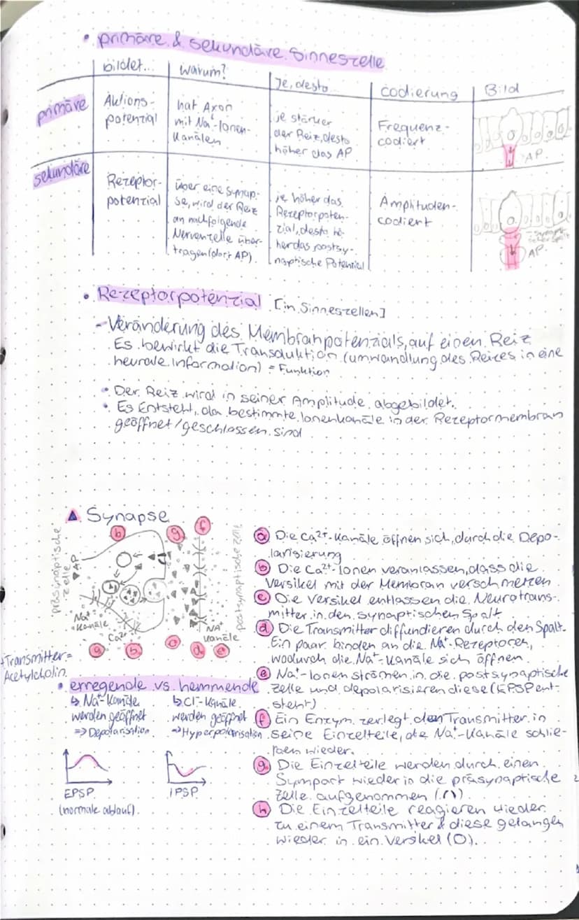 # NEUROBIOLOGIE

☑ GRUNDLAGEN DER INFORMATIONSVERARBEITUNG

▲ Bau und Funktionen von Nervenzellen

● Neuron
- Dendrit (nimmt Reize auf & lei