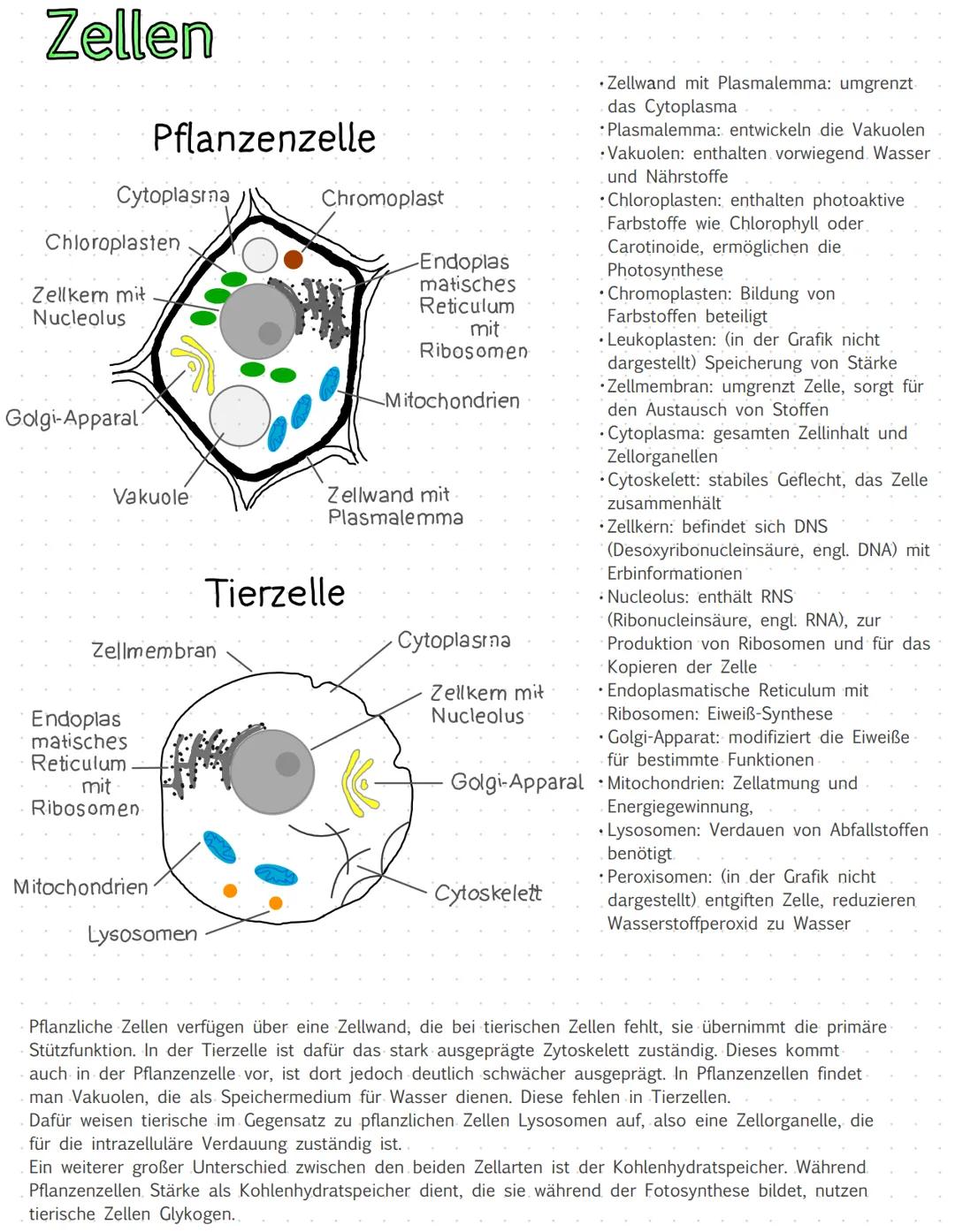 Zellen
Cytoplasma
Chloroplasten
Zellkem mit
Nucleolus
Golgi-Apparal?
Pflanzenzelle
Vakuole
Endoplas
matisches
Reticulum
Zellmembran
mit
Ribo