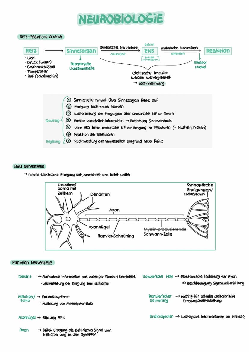 NEUROBIOLOGIE Reiz-Reaktions-Schema
Reiz
• Licht
Druck (wellen)
Geschmacksstoff
Temperatur
•Ruf (Schallwellen)
Steuerung
Regelung
Funktion N