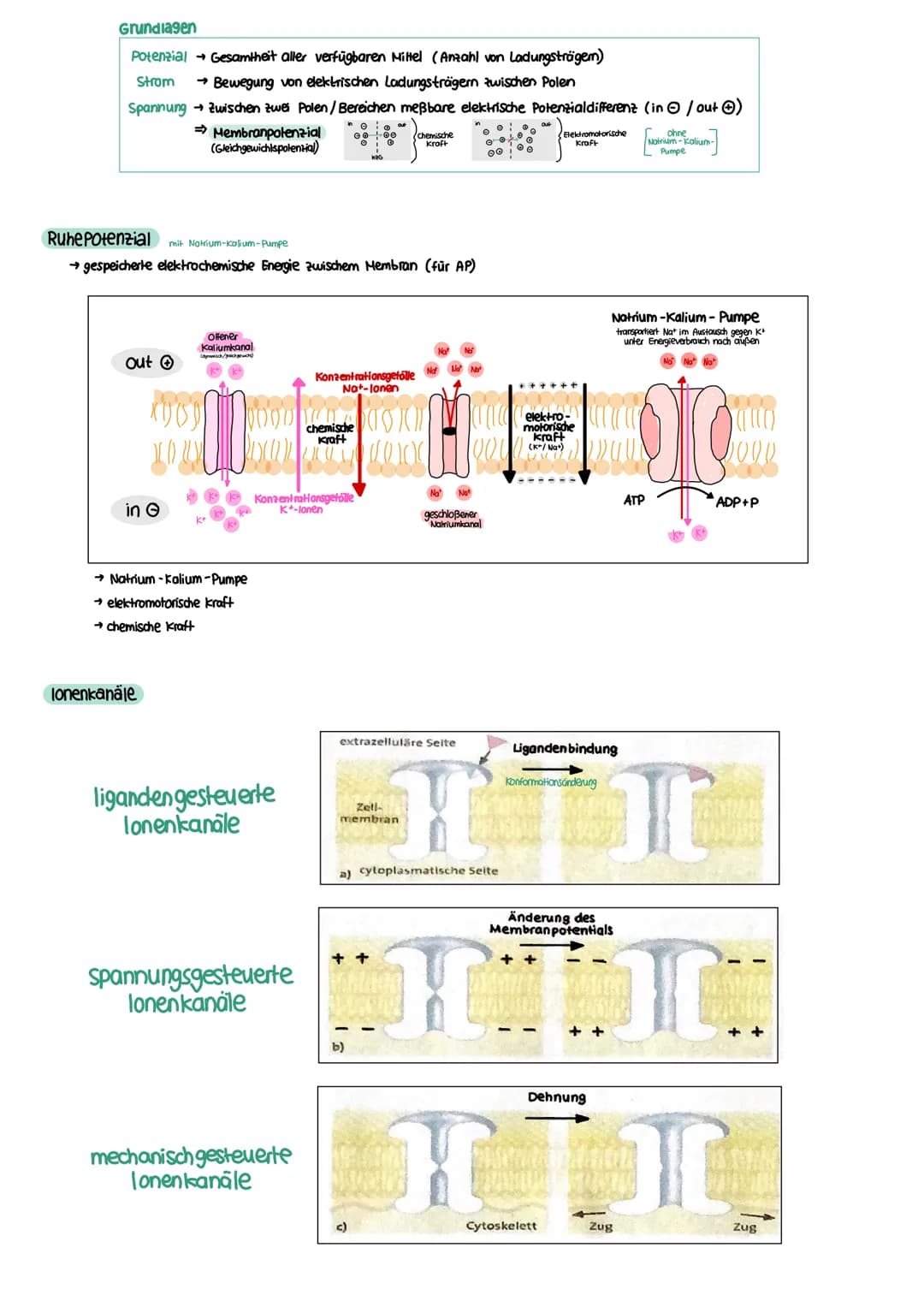 NEUROBIOLOGIE Reiz-Reaktions-Schema
Reiz
• Licht
Druck (wellen)
Geschmacksstoff
Temperatur
•Ruf (Schallwellen)
Steuerung
Regelung
Funktion N