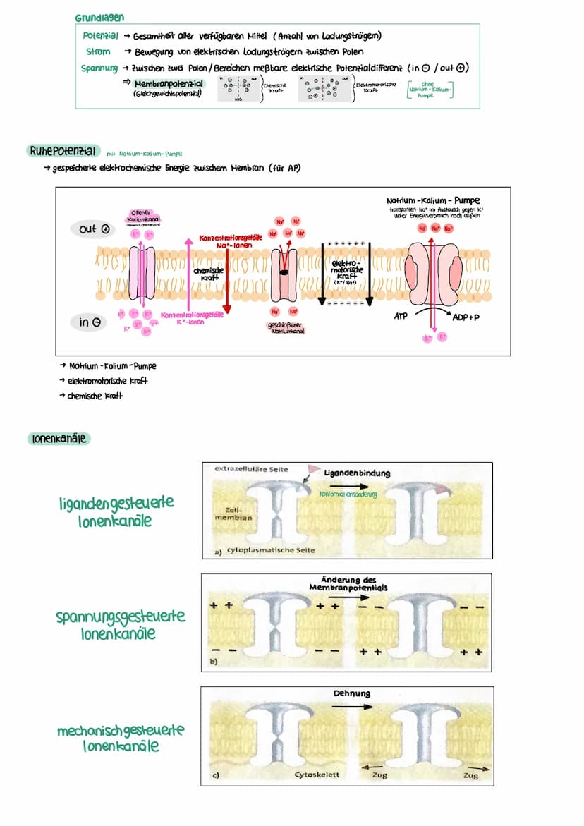 NEUROBIOLOGIE Reiz-Reaktions-Schema
Reiz
• Licht
Druck (wellen)
Geschmacksstoff
Temperatur
•Ruf (Schallwellen)
Steuerung
Regelung
Funktion N