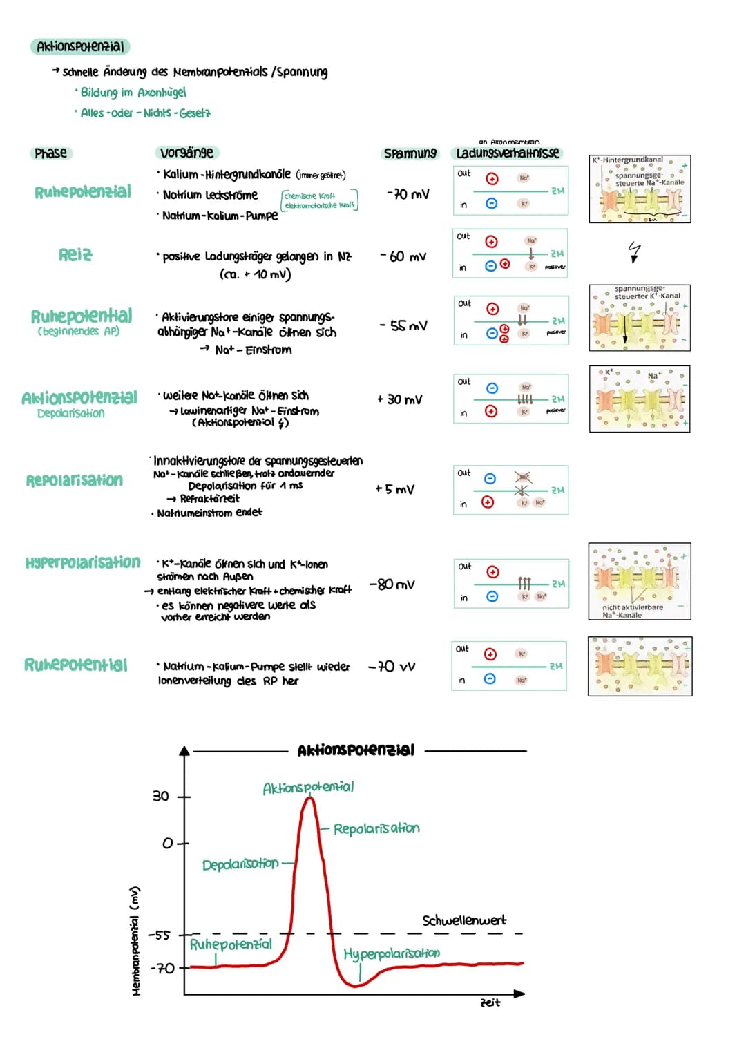 NEUROBIOLOGIE Reiz-Reaktions-Schema
Reiz
• Licht
Druck (wellen)
Geschmacksstoff
Temperatur
•Ruf (Schallwellen)
Steuerung
Regelung
Funktion N