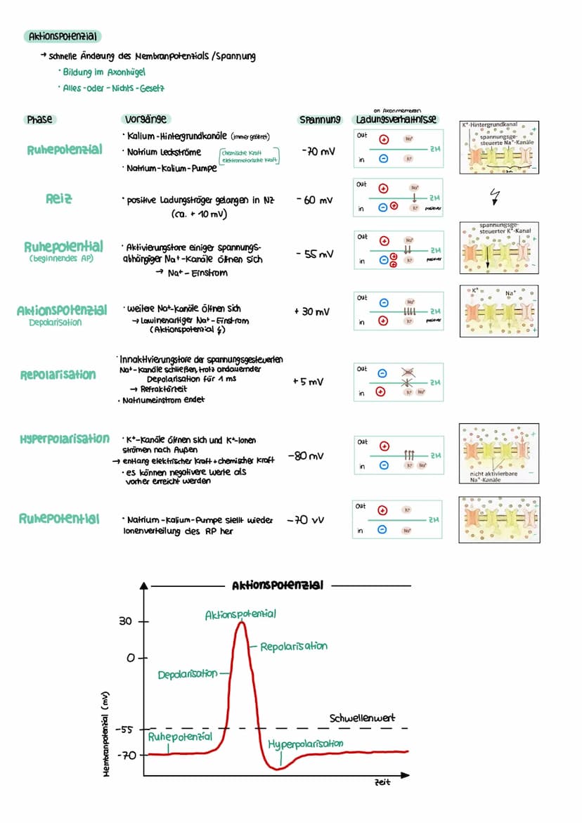 NEUROBIOLOGIE Reiz-Reaktions-Schema
Reiz
• Licht
Druck (wellen)
Geschmacksstoff
Temperatur
•Ruf (Schallwellen)
Steuerung
Regelung
Funktion N