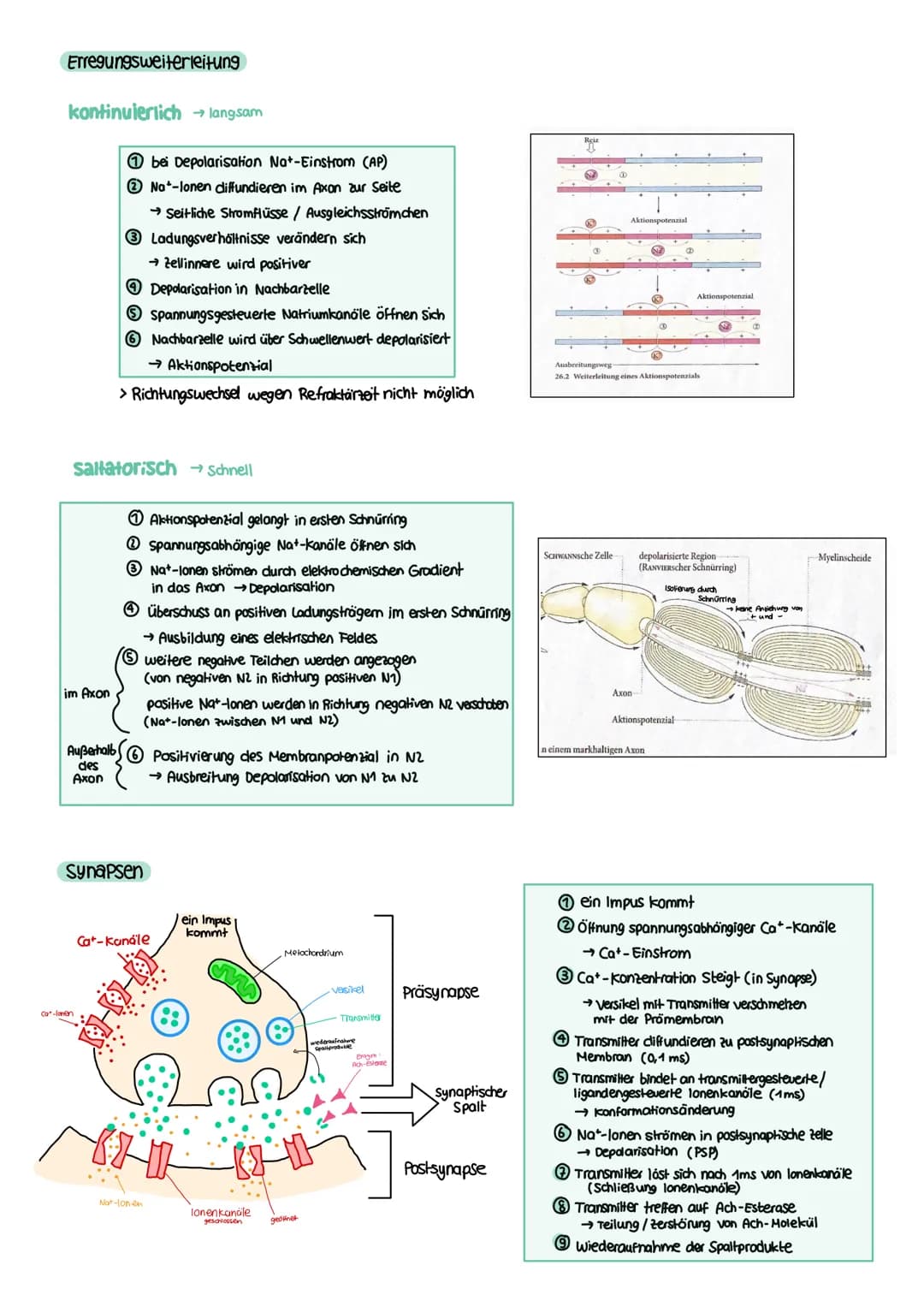 NEUROBIOLOGIE Reiz-Reaktions-Schema
Reiz
• Licht
Druck (wellen)
Geschmacksstoff
Temperatur
•Ruf (Schallwellen)
Steuerung
Regelung
Funktion N
