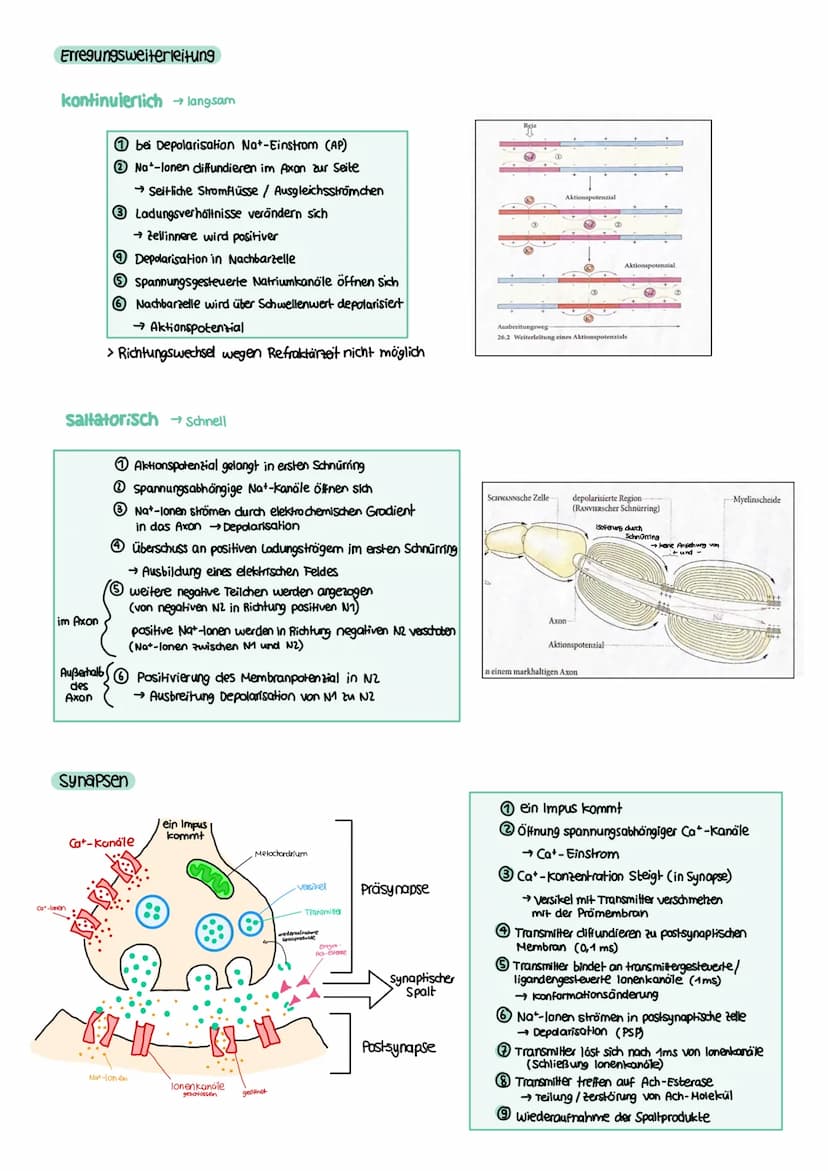 NEUROBIOLOGIE Reiz-Reaktions-Schema
Reiz
• Licht
Druck (wellen)
Geschmacksstoff
Temperatur
•Ruf (Schallwellen)
Steuerung
Regelung
Funktion N