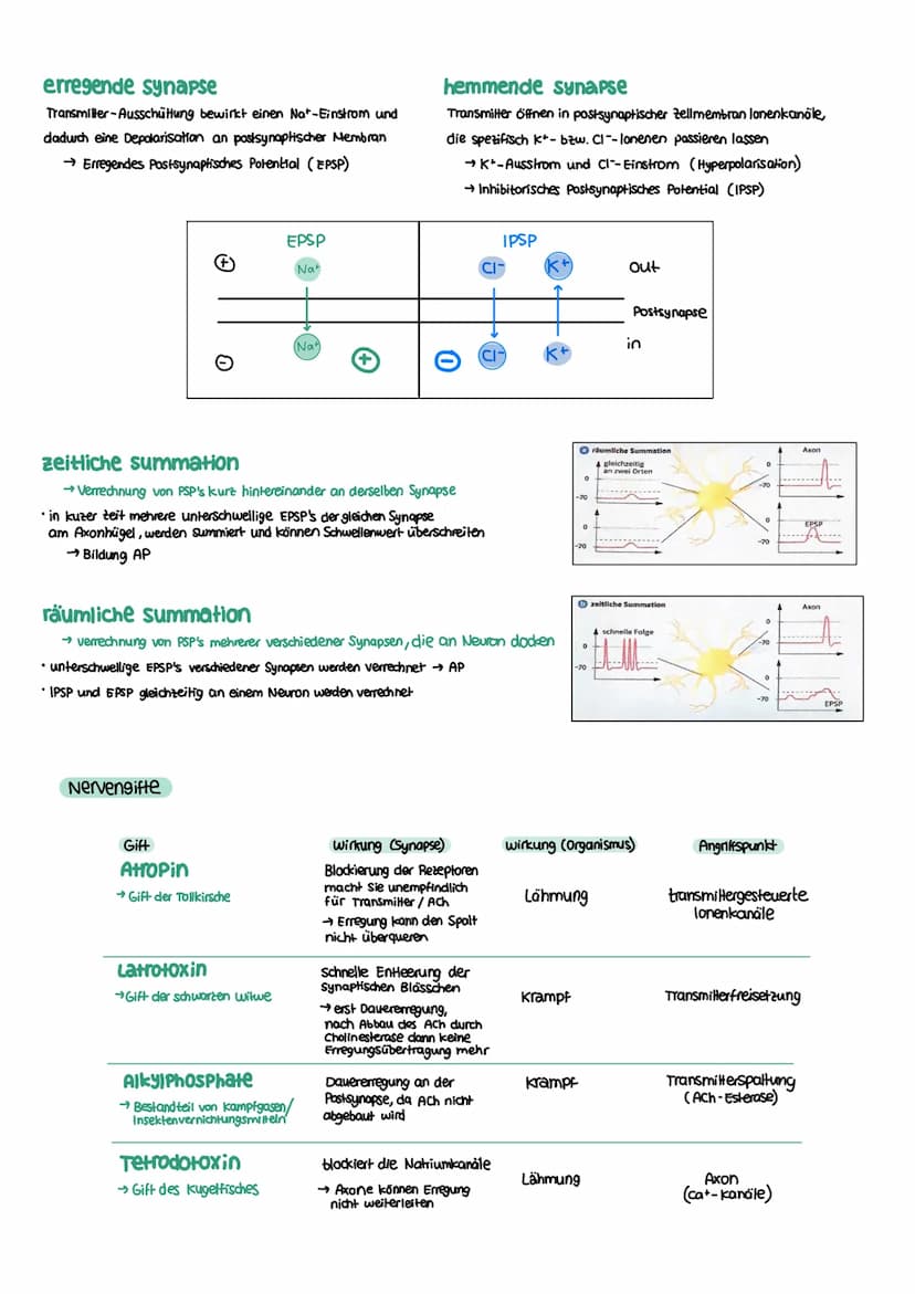 NEUROBIOLOGIE Reiz-Reaktions-Schema
Reiz
• Licht
Druck (wellen)
Geschmacksstoff
Temperatur
•Ruf (Schallwellen)
Steuerung
Regelung
Funktion N