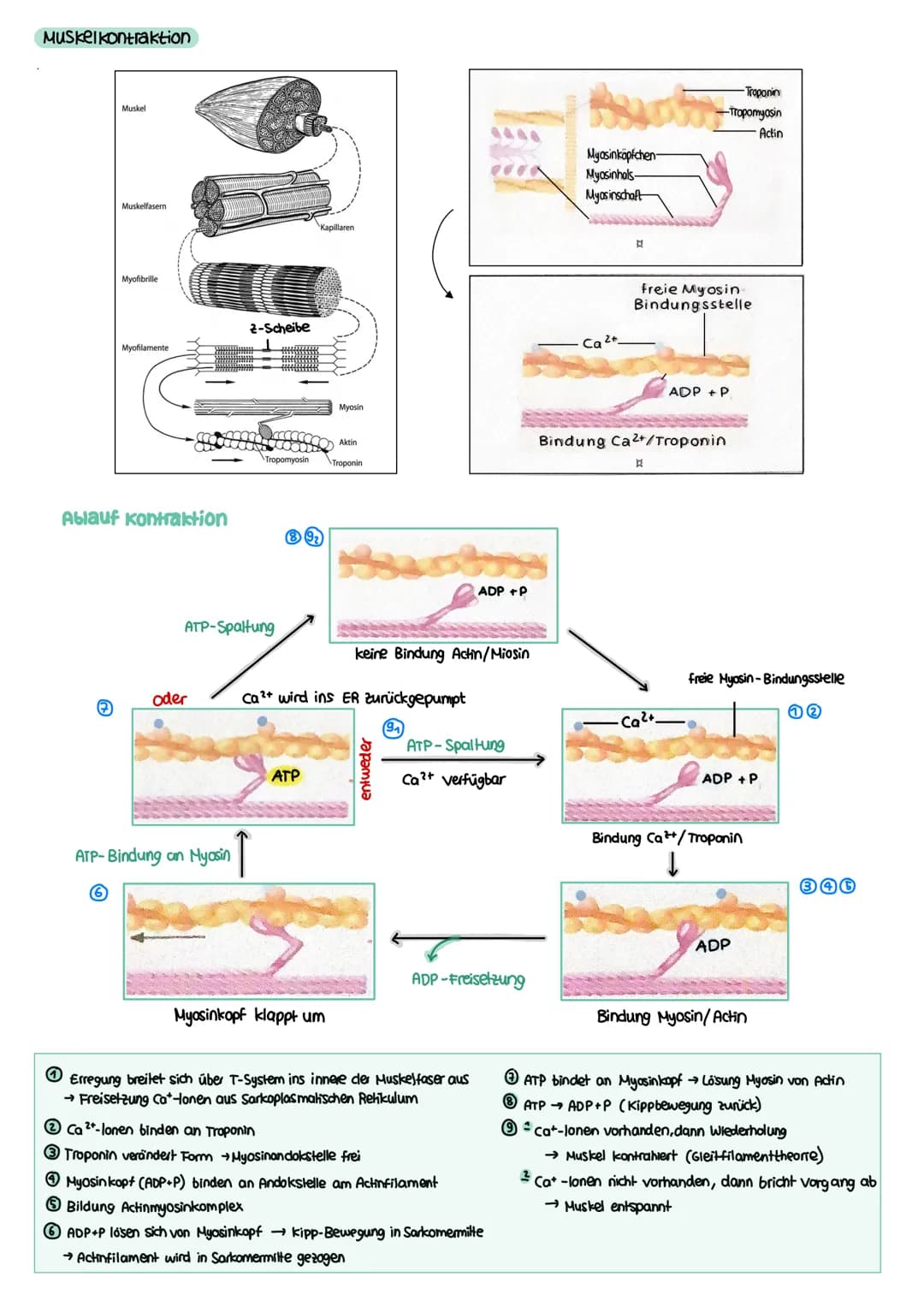 NEUROBIOLOGIE Reiz-Reaktions-Schema
Reiz
• Licht
Druck (wellen)
Geschmacksstoff
Temperatur
•Ruf (Schallwellen)
Steuerung
Regelung
Funktion N