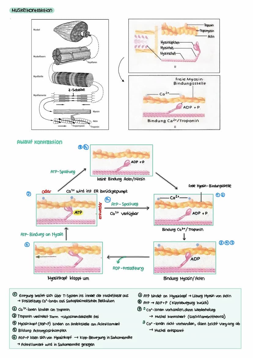 NEUROBIOLOGIE Reiz-Reaktions-Schema
Reiz
• Licht
Druck (wellen)
Geschmacksstoff
Temperatur
•Ruf (Schallwellen)
Steuerung
Regelung
Funktion N