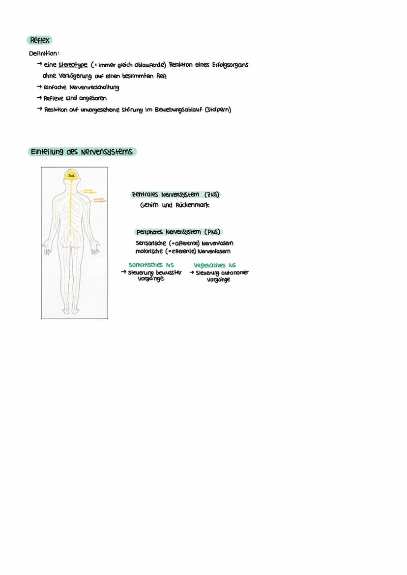 NEUROBIOLOGIE Reiz-Reaktions-Schema
Reiz
• Licht
Druck (wellen)
Geschmacksstoff
Temperatur
•Ruf (Schallwellen)
Steuerung
Regelung
Funktion N