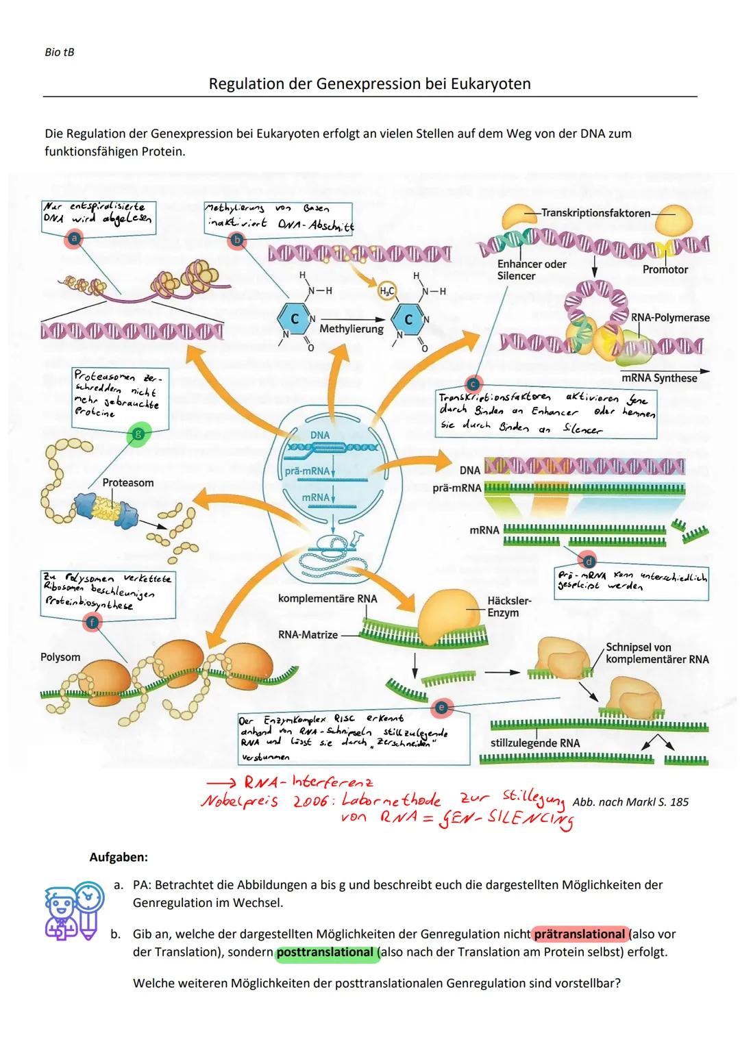 Bio tB
Die Regulation der Genexpression bei Eukaryoten erfolgt an vielen Stellen auf dem Weg von der DNA zum
funktionsfähigen Protein.
Nar e