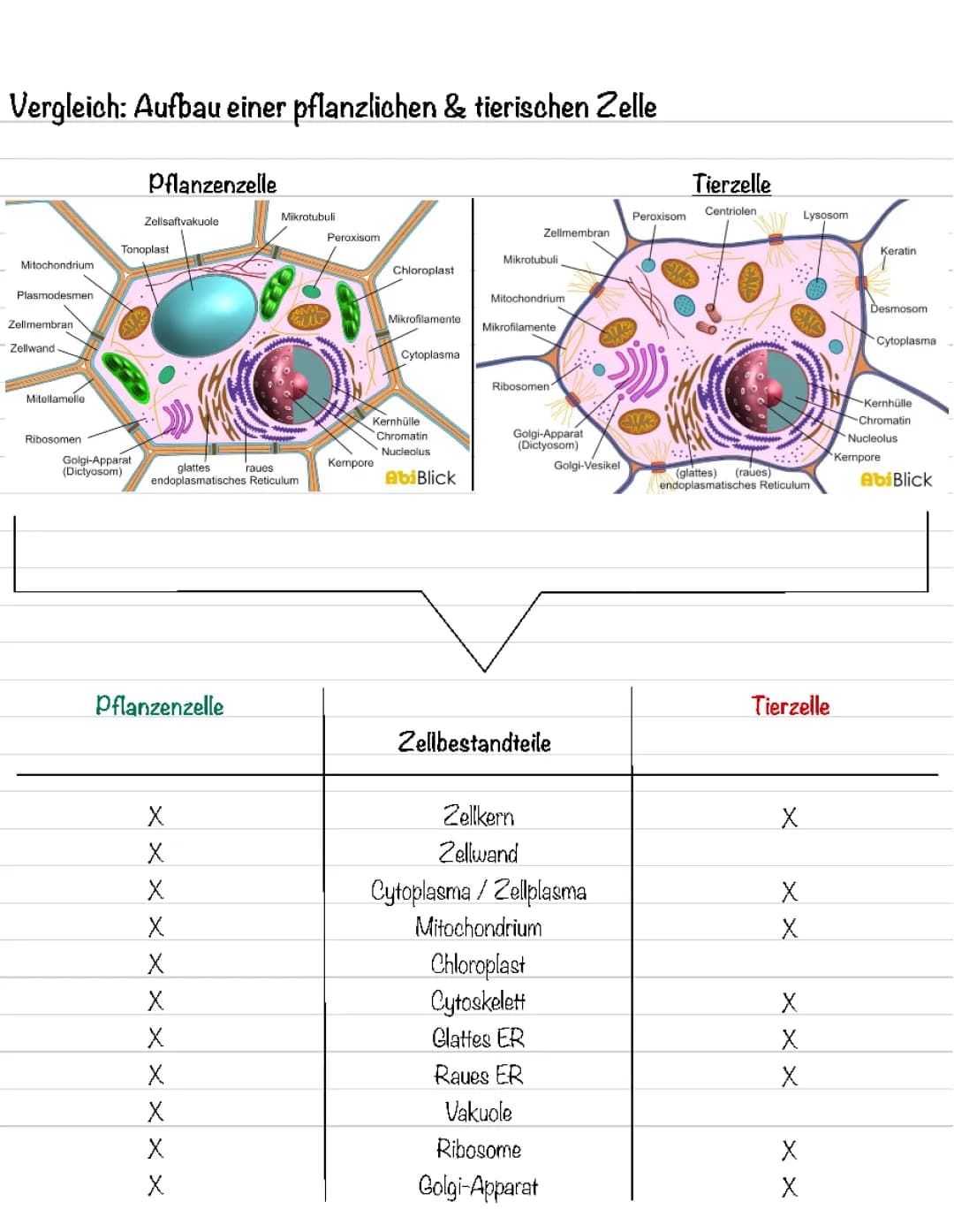Pflanzenzelle vs. Tierzelle