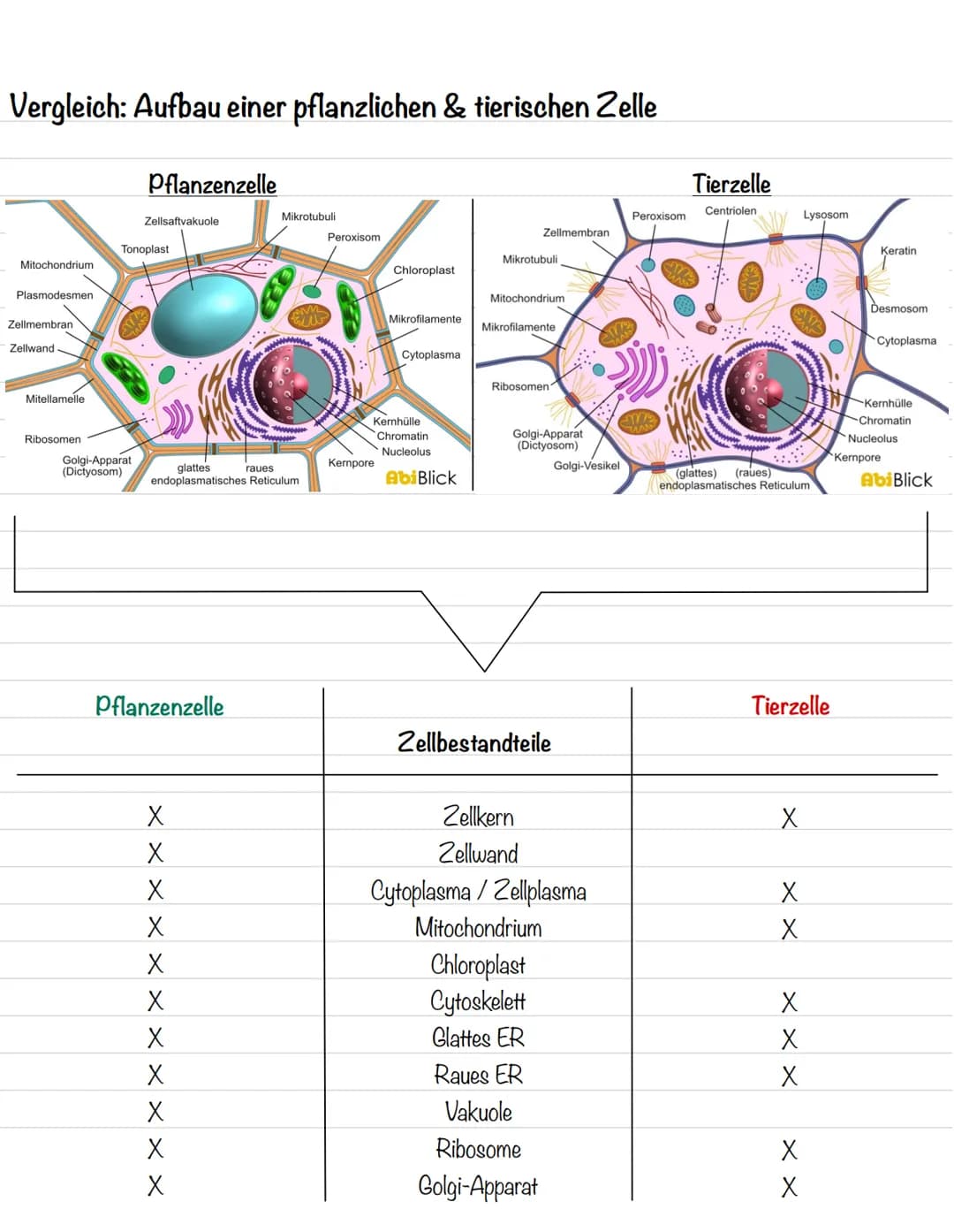 Vergleich: Aufbau einer pflanzlichen & tierischen Zelle
Mitochondrium
Plasmodesmen
Zellmembran
Zellwand
Mitellamelle
Ribosomen
Pflanzenzelle