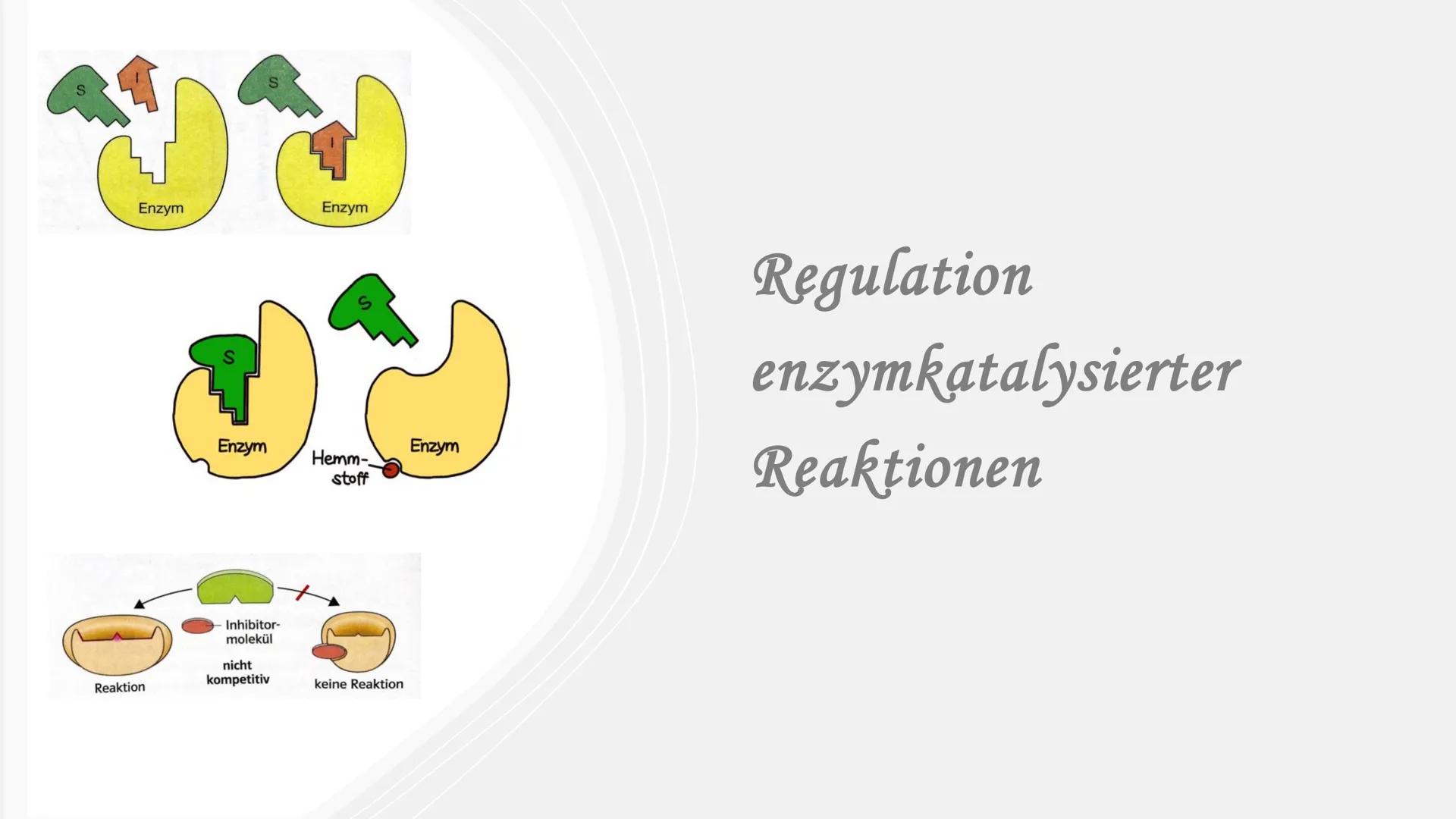 Enzym
Reaktion
Enzym
Inhibitor-
molekül
nicht
kompetitiv
Enzym
Hemm-
stoff
keine Reaktion
Enzym
Regulation
enzymkatalysierter
Reaktionen Reg