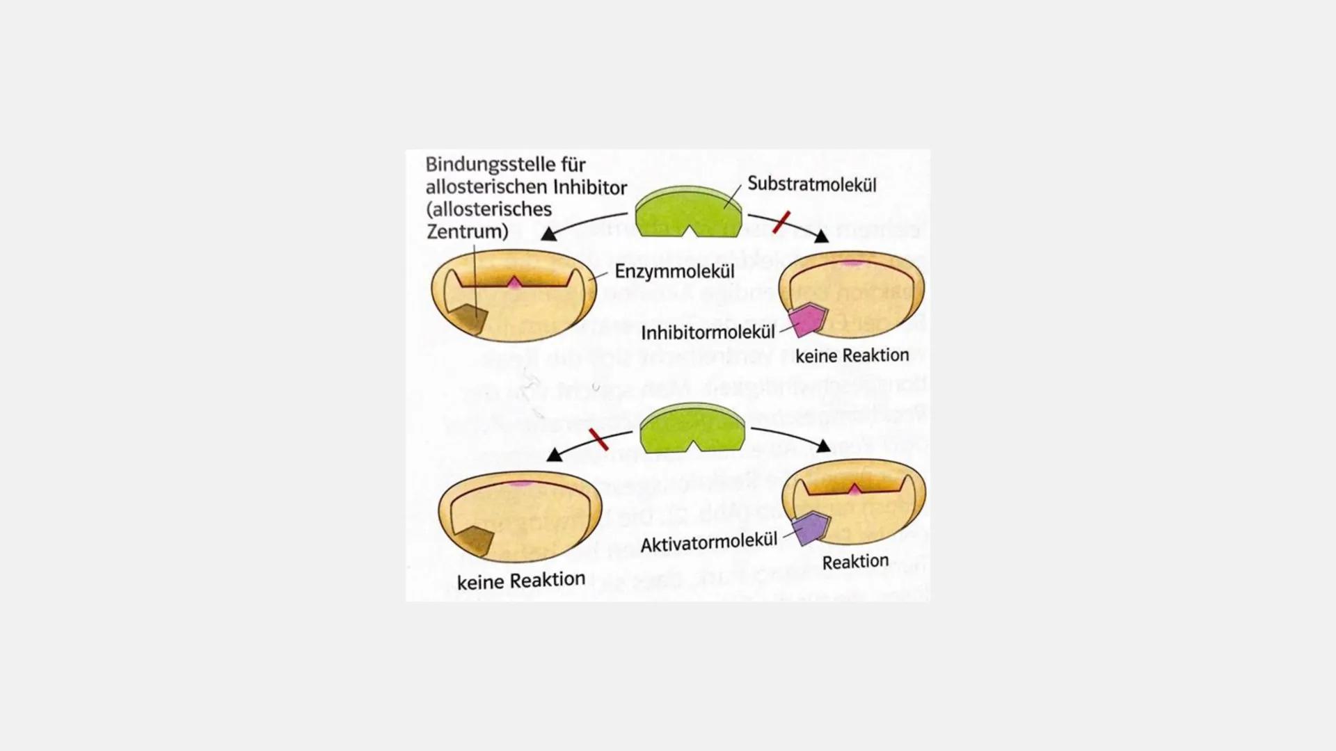 Enzym
Reaktion
Enzym
Inhibitor-
molekül
nicht
kompetitiv
Enzym
Hemm-
stoff
keine Reaktion
Enzym
Regulation
enzymkatalysierter
Reaktionen Reg