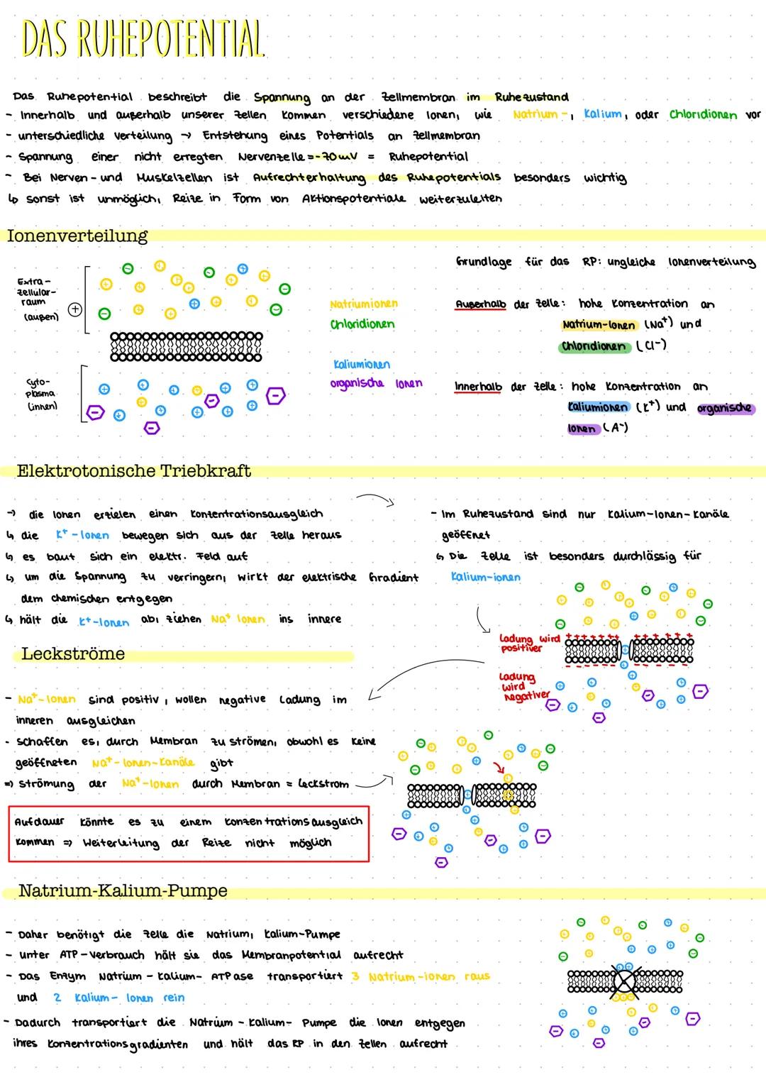 # DAS RUHEPOTENTIAL

Das Ruhepotential beschreibt die Spannung an der Zellmembran im Ruhe zustand
- Innerhalb und außerhalb unserer Zellen k