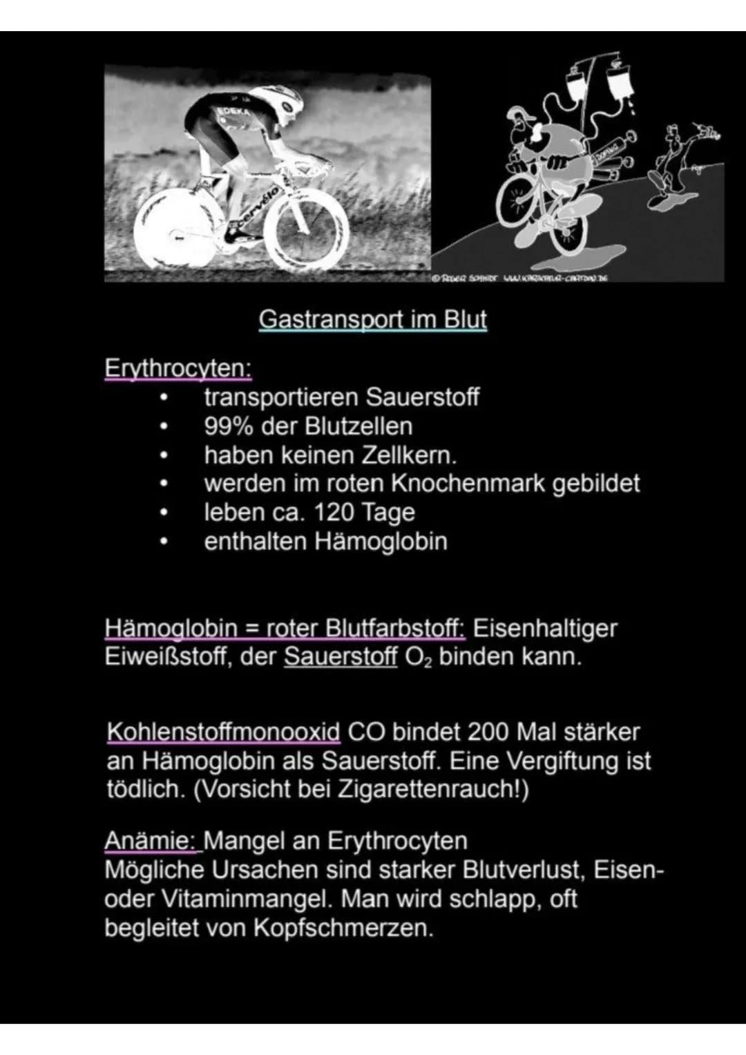 Das Blut
Das Blut ist das wichtigste Transportsystem unseres
Körpers.
Ein Erwachsener hat 4-6 Liter Blut.
Es transportiert:
Sauerstoff
Kohle