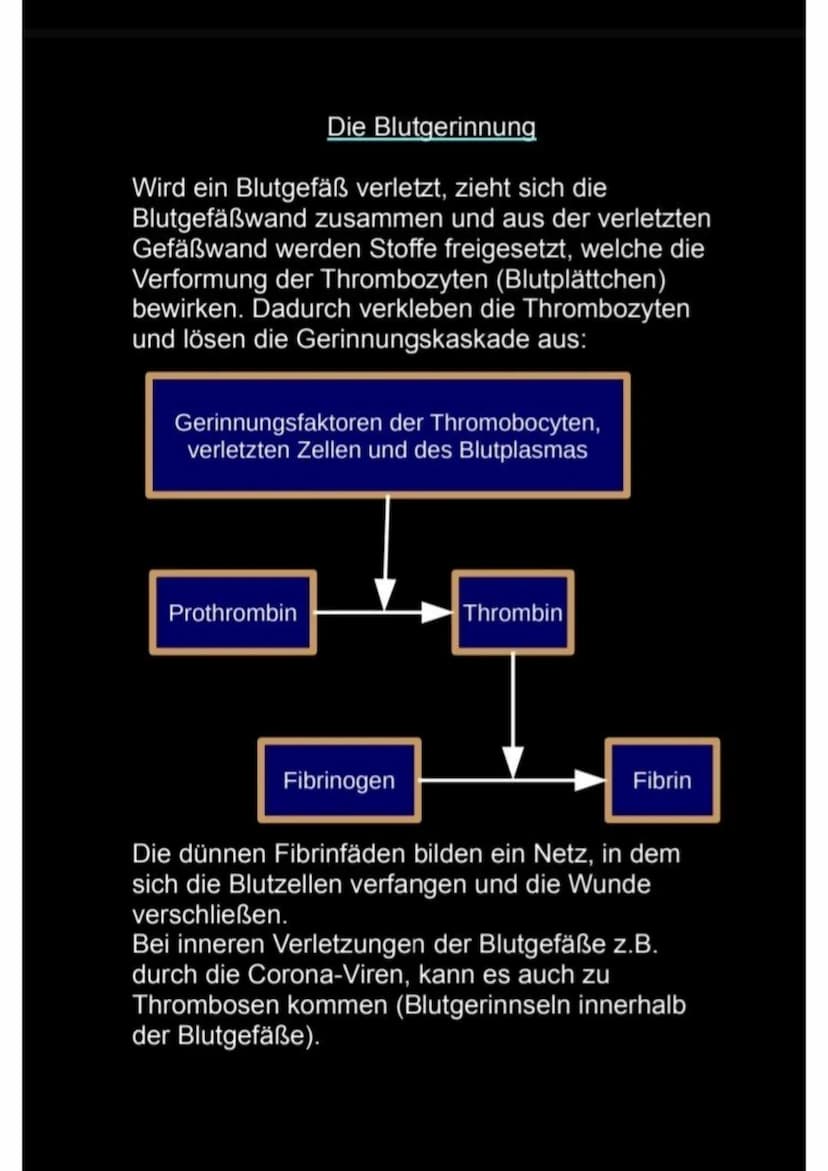 Das Blut
Das Blut ist das wichtigste Transportsystem unseres
Körpers.
Ein Erwachsener hat 4-6 Liter Blut.
Es transportiert:
Sauerstoff
Kohle