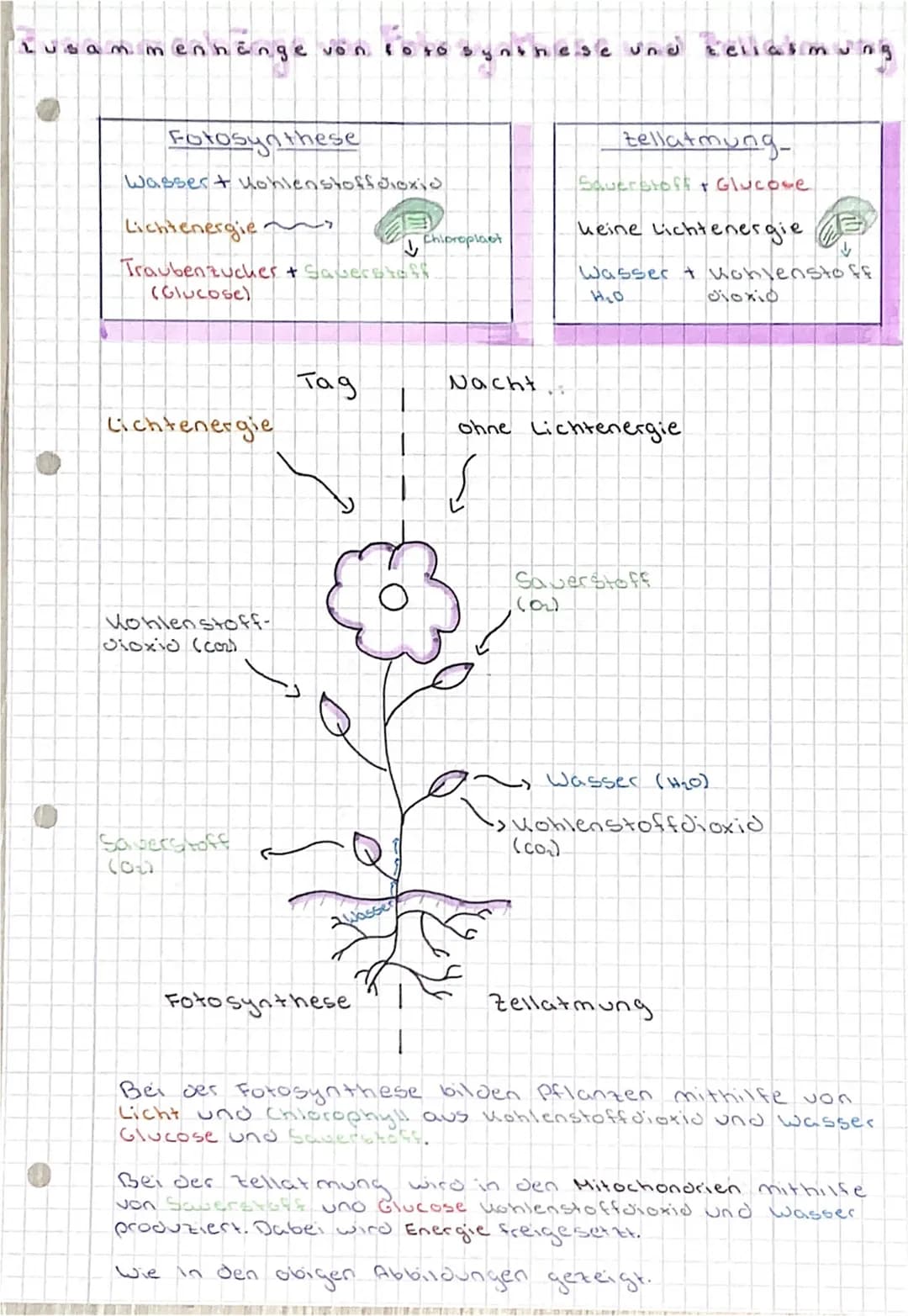 Lusammenhänge von foto synthese und bellasm
Fotosynthese
Wasser+ Kohlenstoffdioxid
Lichtenergiei
Traubenzuches + Say
(Glucose)
cichtenergie

