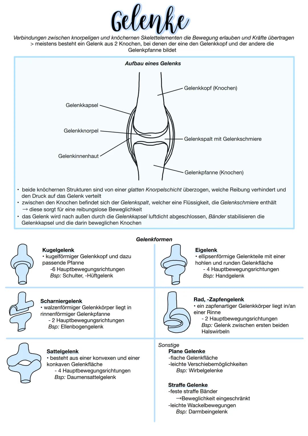 Gelenke
Verbindungen zwischen knorpeligen und knöchernen Skelettelementen die Bewegung erlauben und Kräfte übertragen
> meistens besteht ein