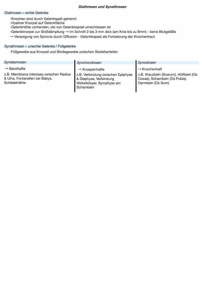 Gelenke
Verbindungen zwischen knorpeligen und knöchernen Skelettelementen die Bewegung erlauben und Kräfte übertragen
> meistens besteht ein