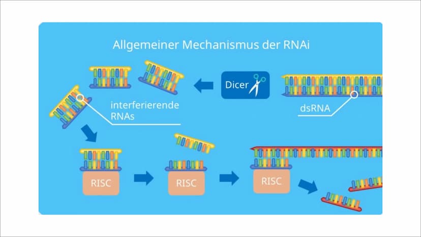 RNA
Interferenz
Von Lotta Inhalt
1. Was ist RNA Interferenz?
2. RNAi als Abwehrmechanismus
3. Kontrolle der Genexpression
4. Ablauf der RNAi