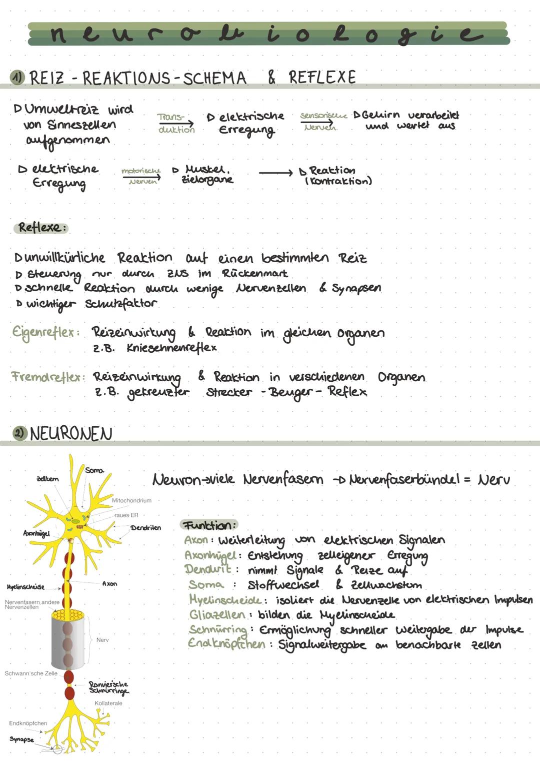 # neurobiologie

1 REIZ - REAKTIONS-SCHEMA & REFLEXE

▷ Umweltreiz wird
von Sinneszellen
aufgenommen

▷ elektrische
Erregung

Reflexe:

Tran