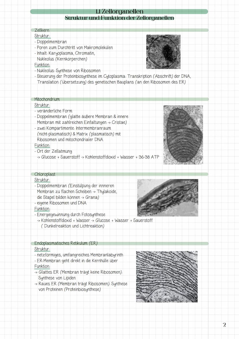 1. System Zelle
1.1 Zellorganellen
→> Struktur und Funktion der Zellorganellen
> die Zelle als offenes System und die Bedeutung der Komparti