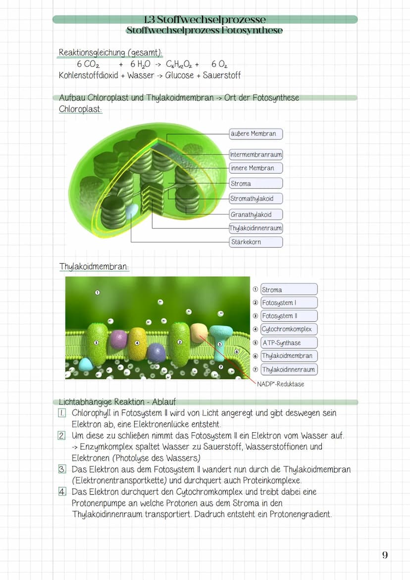 1. System Zelle
1.1 Zellorganellen
→> Struktur und Funktion der Zellorganellen
> die Zelle als offenes System und die Bedeutung der Komparti