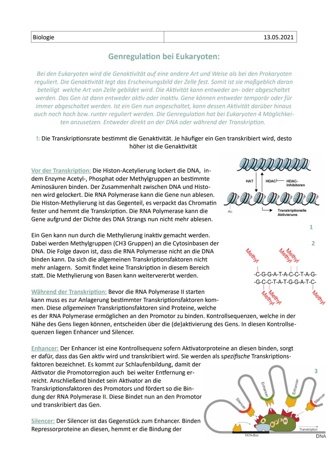 Biologie
Genregulation bei Eukaryoten:
Bei den Eukaryoten wird die Genaktivität auf eine andere Art und Weise als bei den Prokaryoten
reguli