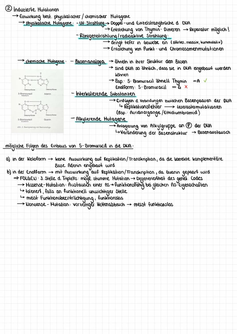 GENMUTATIONEN
• Punktmutationen
→eine Base wird gegen eine andere Base ausgetauscht
→kommen am häufigsten vor, haben unterschiedliche Auswir