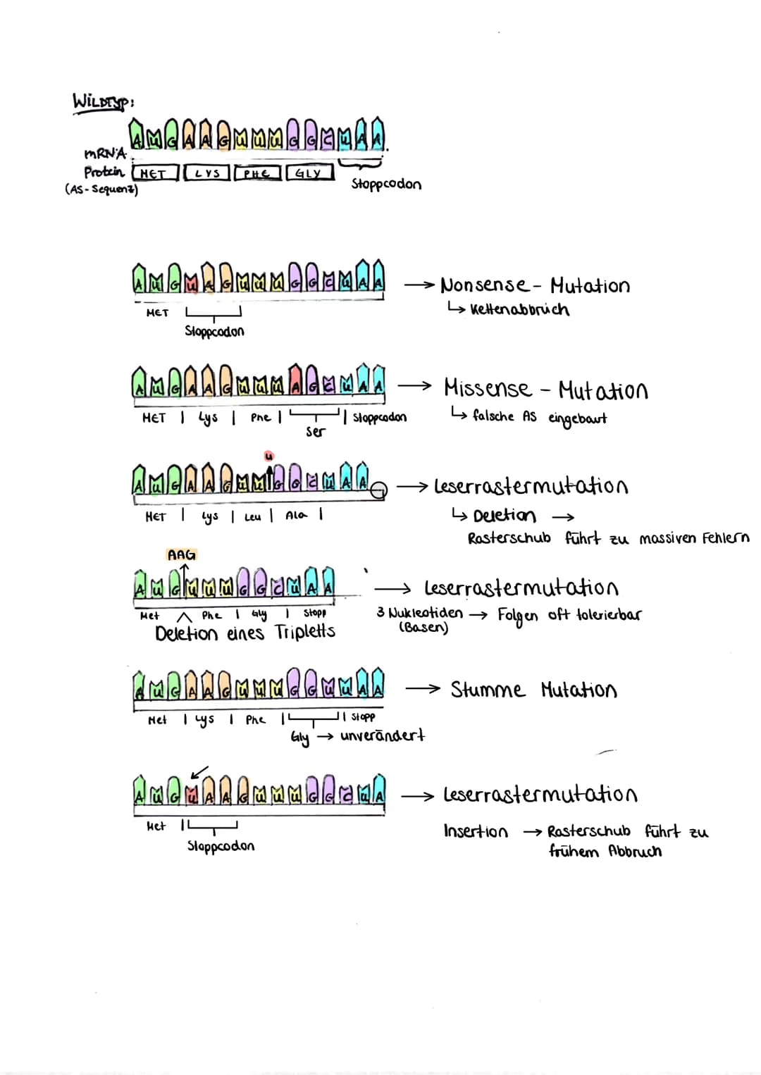 GENMUTATIONEN
• Punktmutationen
→eine Base wird gegen eine andere Base ausgetauscht
→kommen am häufigsten vor, haben unterschiedliche Auswir