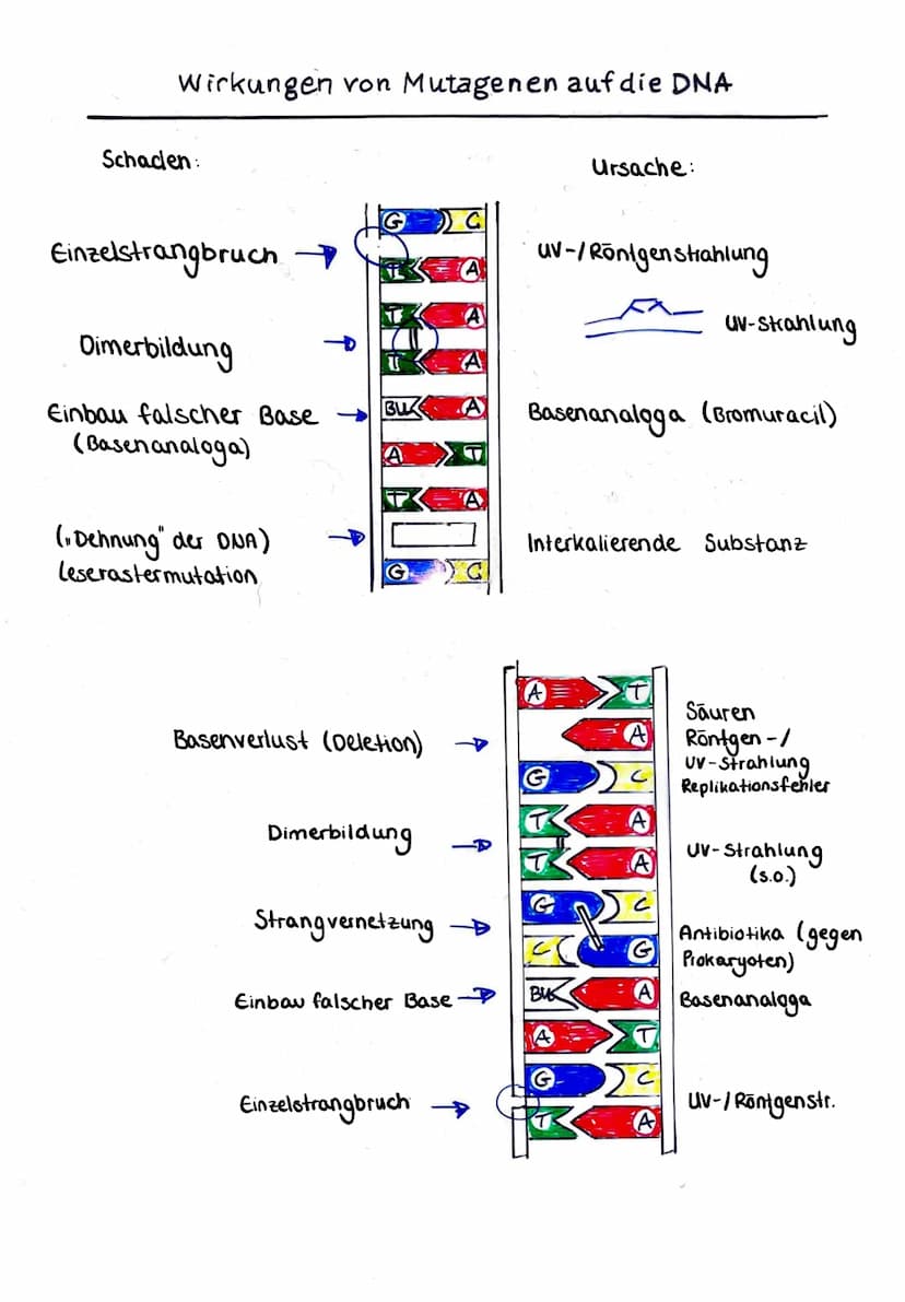GENMUTATIONEN
• Punktmutationen
→eine Base wird gegen eine andere Base ausgetauscht
→kommen am häufigsten vor, haben unterschiedliche Auswir