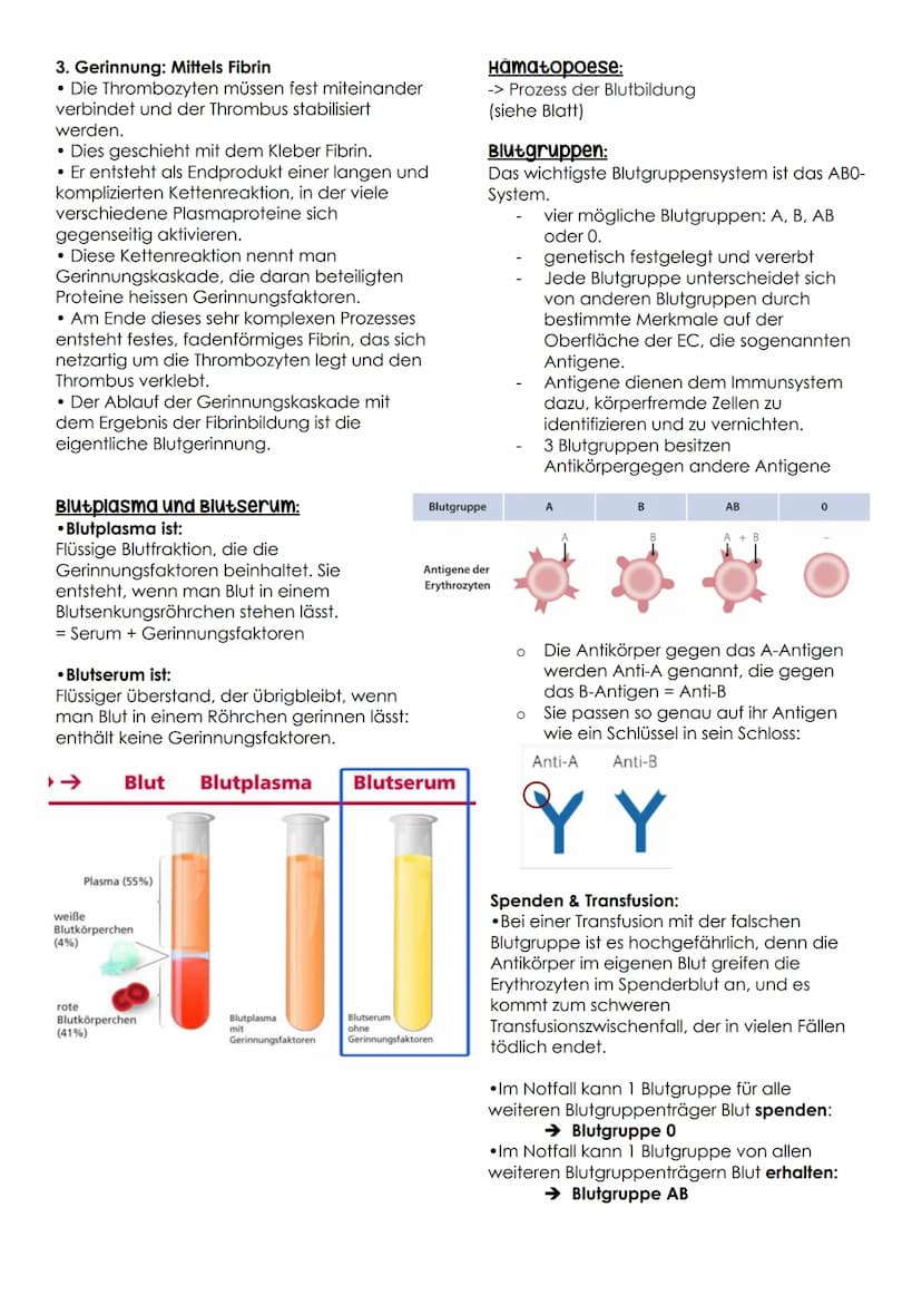 BLUTENTNAHMEN D.2
Herz-Kreislauf-system
Diastole:
entspannt -> Klappen gehen auf
-> Kammer füllt sich
Systole:
BD mit wieviel Kraft komm Blu
