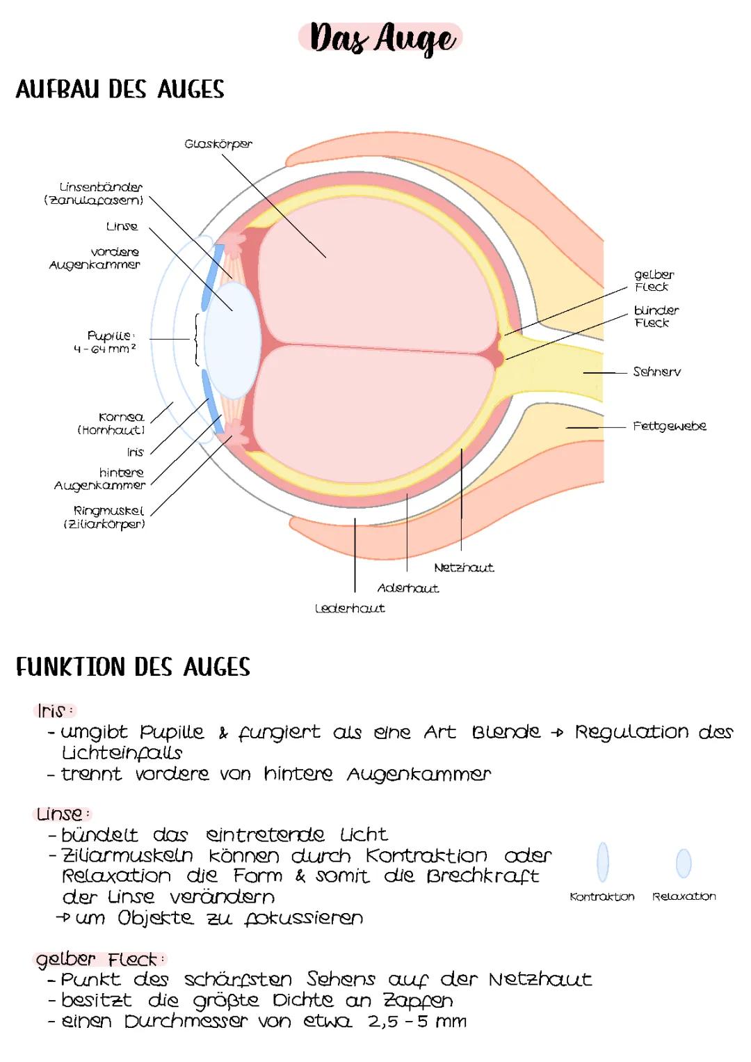 Das Auge | Neurobiologie 