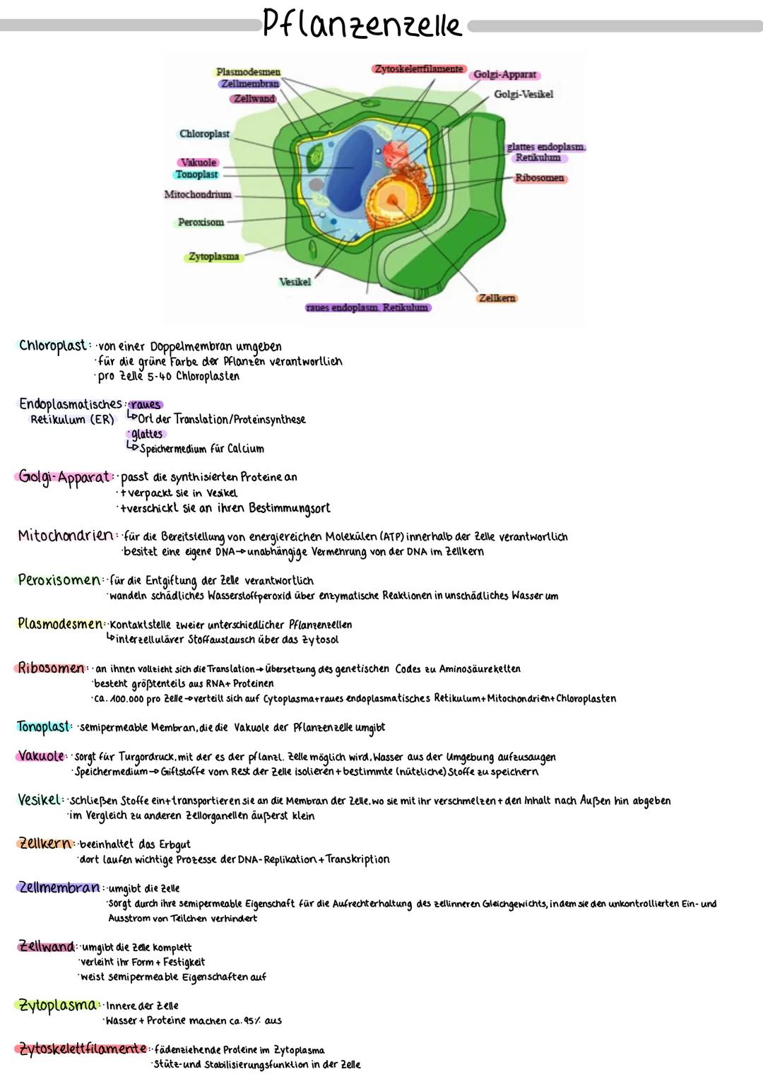Chloroplast
Vakuole
Tonoplast
Mitochondrium
Peroxisom
Plasmodesmen
Zellmembran
Zellwand
Zytoplasma
Pflanzenzelle
Chloroplast von einer Doppe