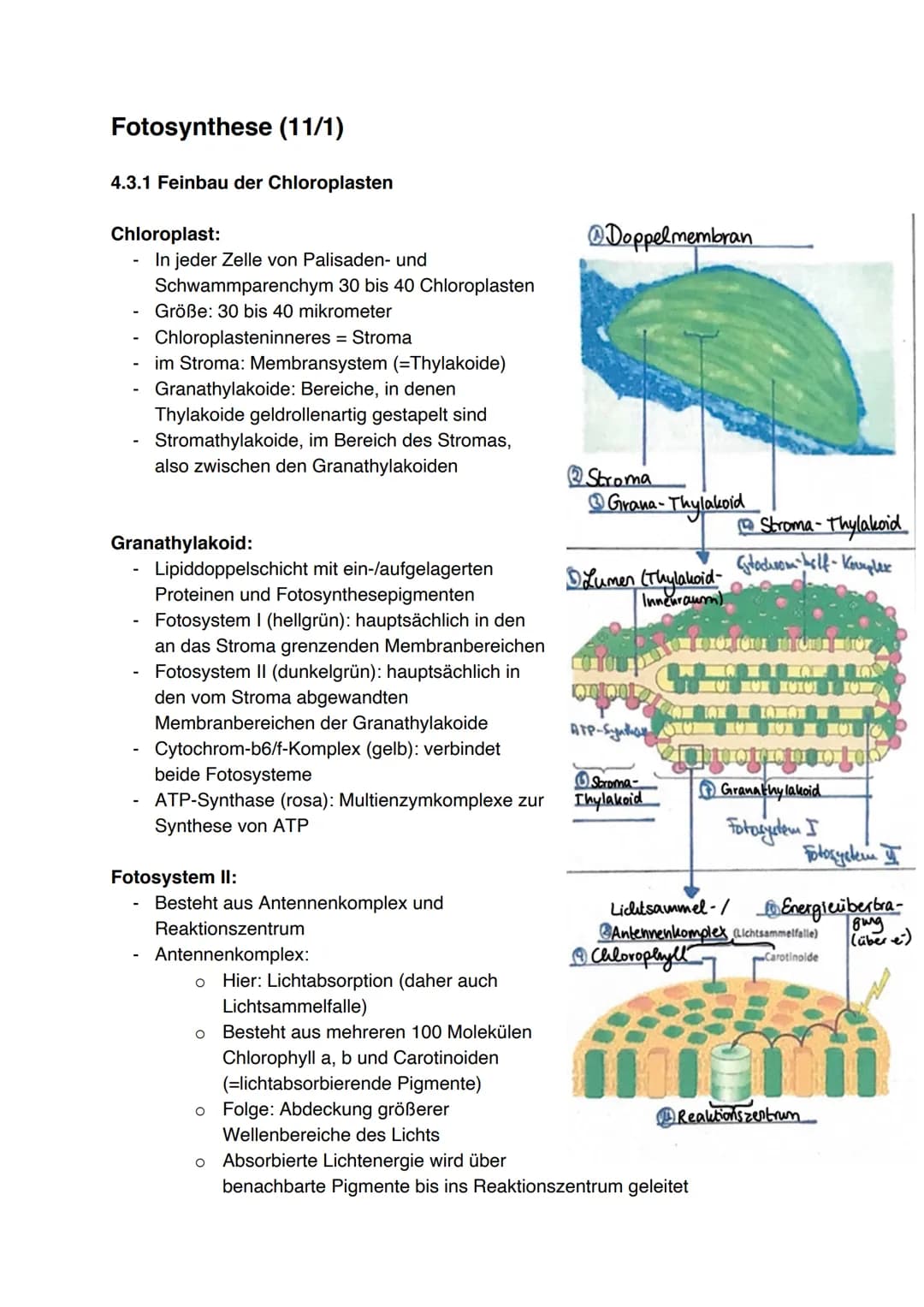 Fotosynthese (11/1)
4.3.1 Feinbau der Chloroplasten
Chloroplast:
-
In jeder Zelle von Palisaden- und
Schwammparenchym 30 bis 40 Chloroplaste